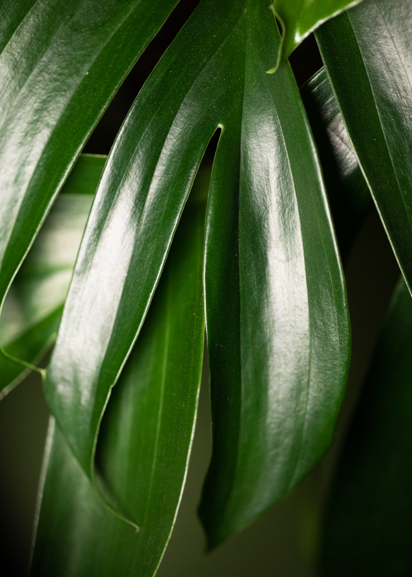 Rhaphidophora Decursiva Rhaphidophora Decursiva