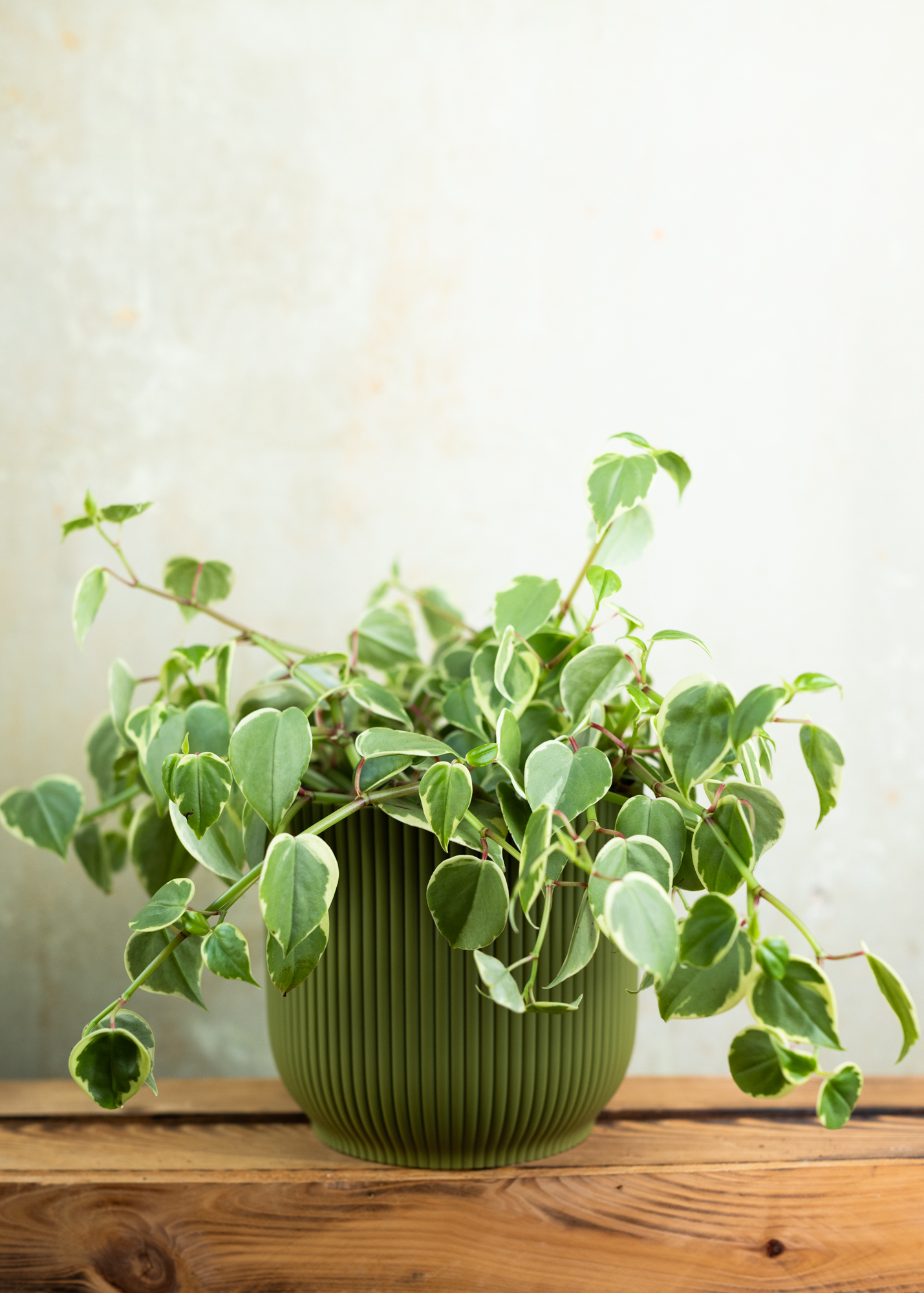 Peperomia scandens variegata