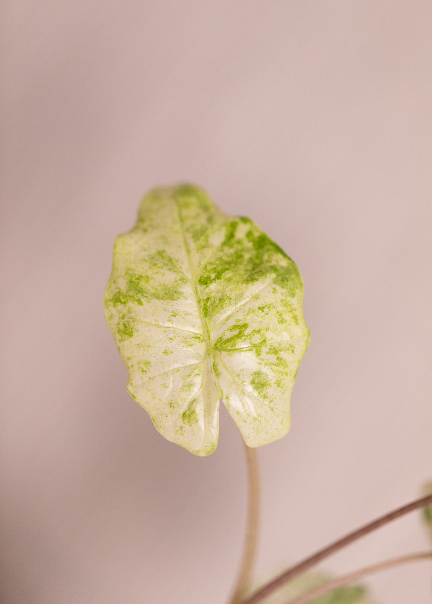 Alocasia Macrorrhiza Splash Variegata 8