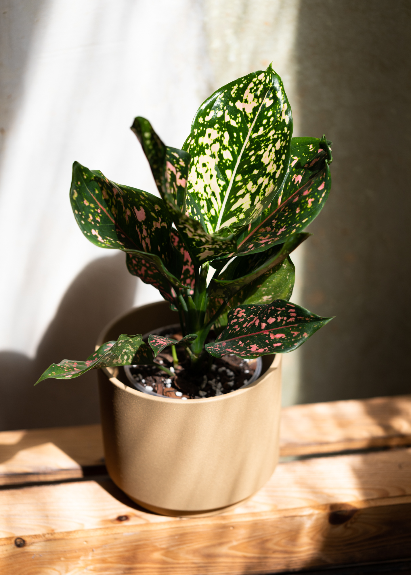 Aglaonema pink dalmatian