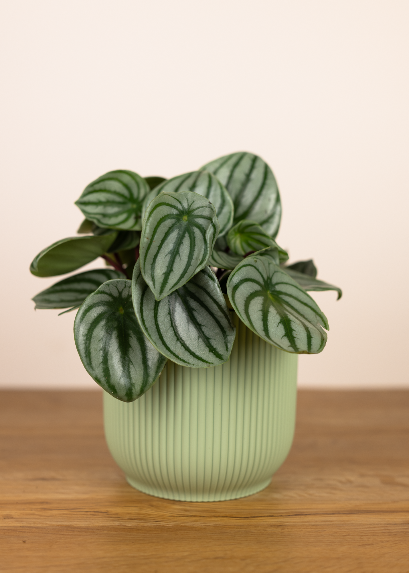 Peperomia argyreia 