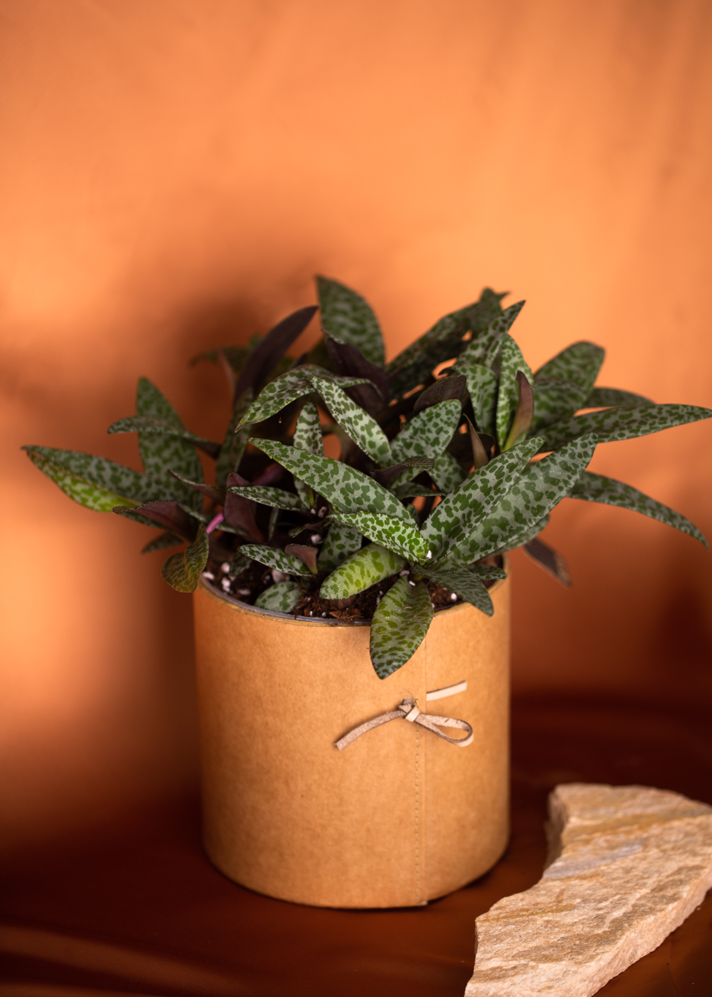 Ledebouria Socialis Ledebouria Socialis