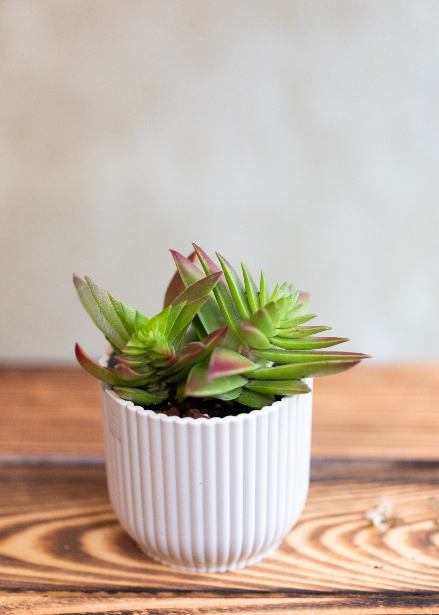 Crassula capitella ssp. thyrsiflora 