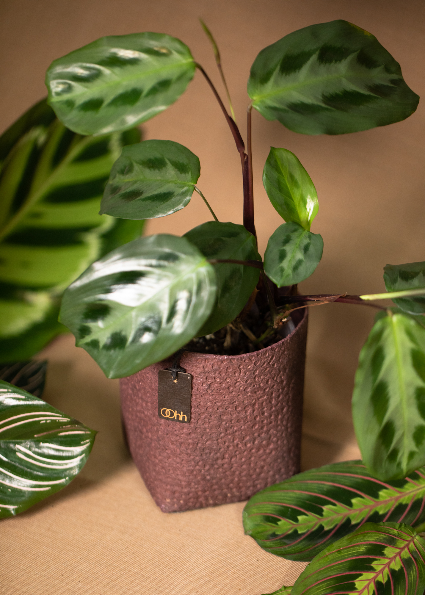 Madrid pot, Maroon Madrid pot, Maroon