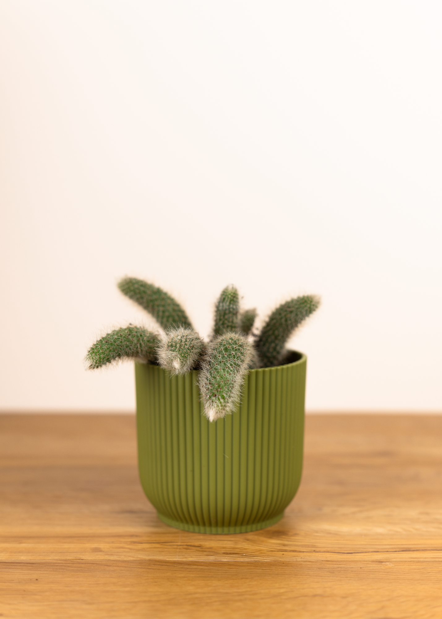 Cleistocactus colademononis