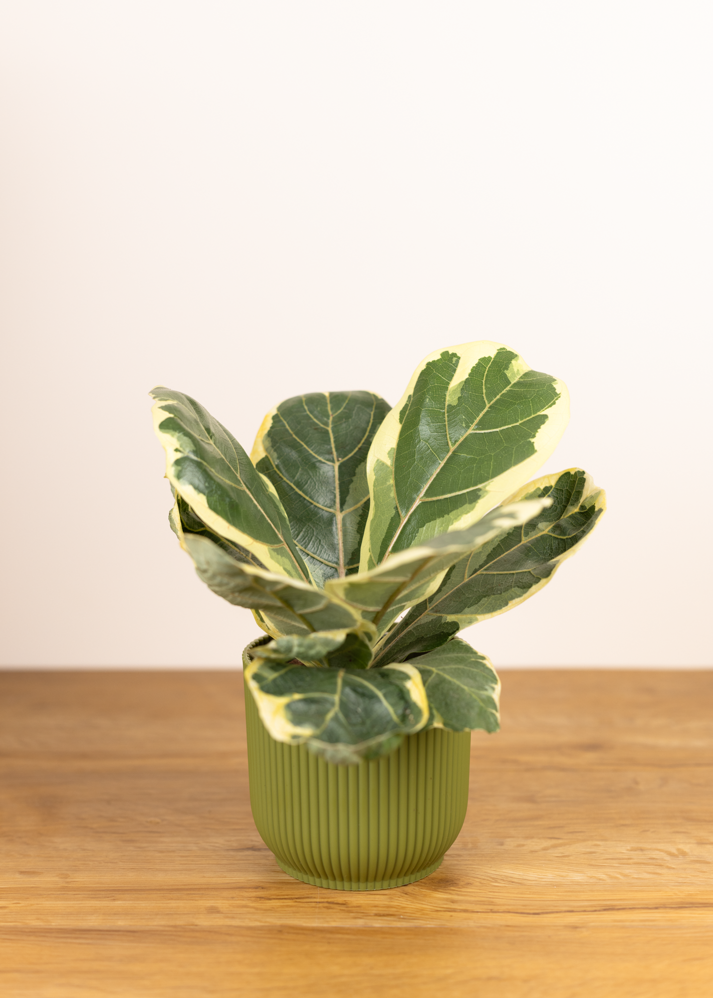Ficus lyrata variegata