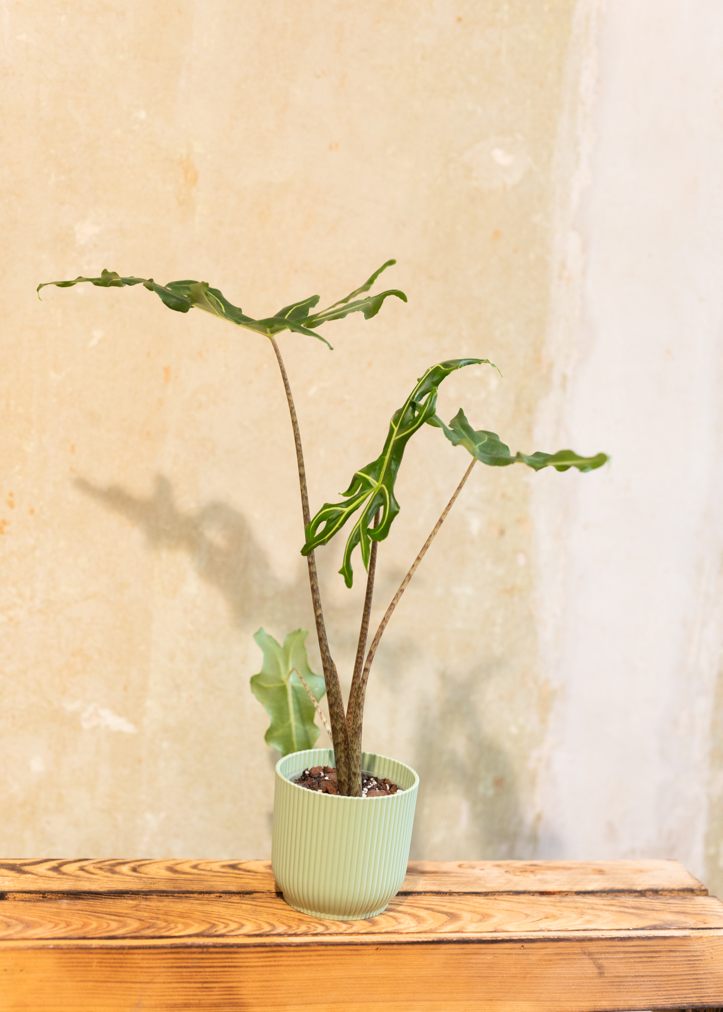 Alocasia portei green on green variegata