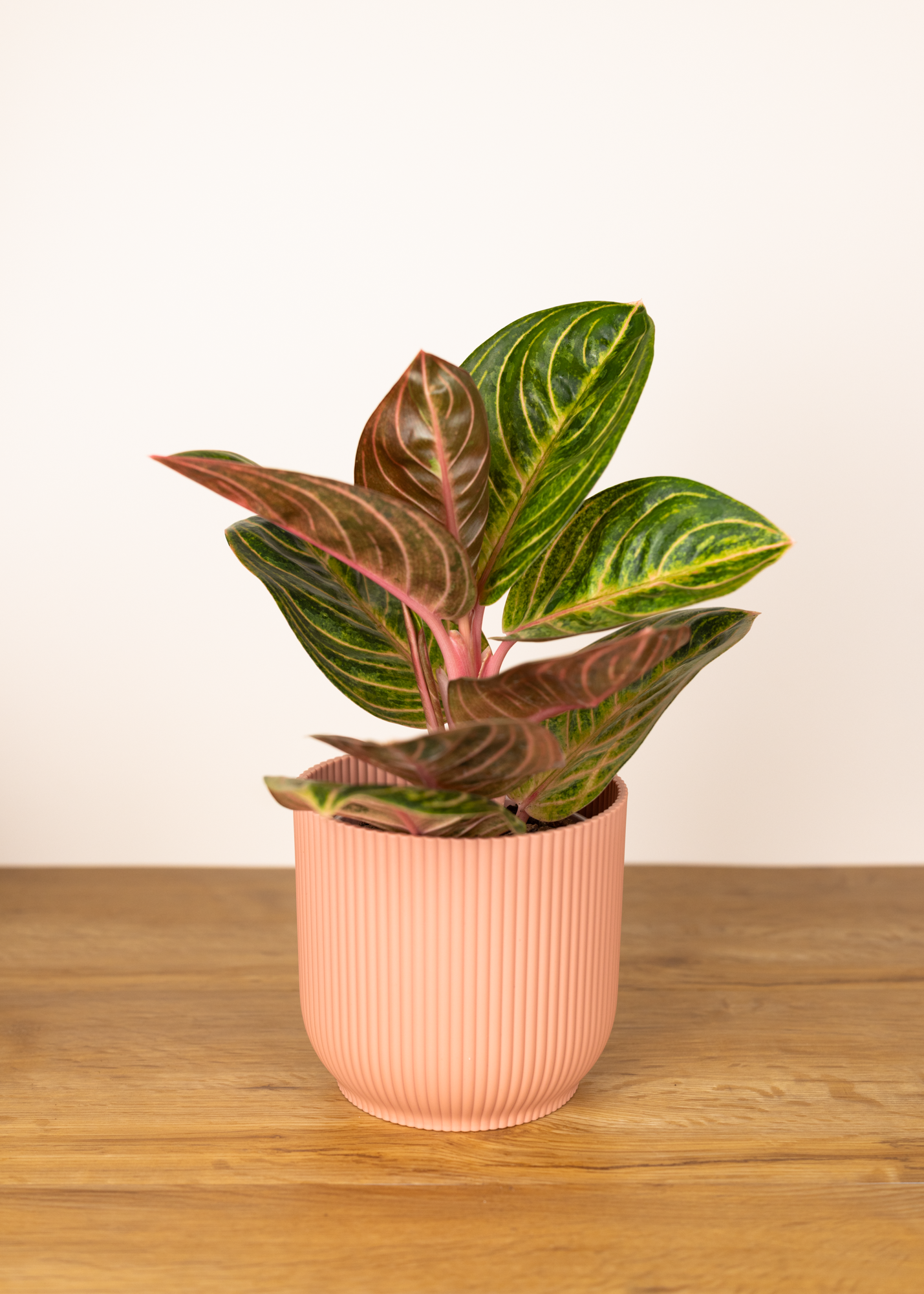 Aglaonema rinjani siam perfect