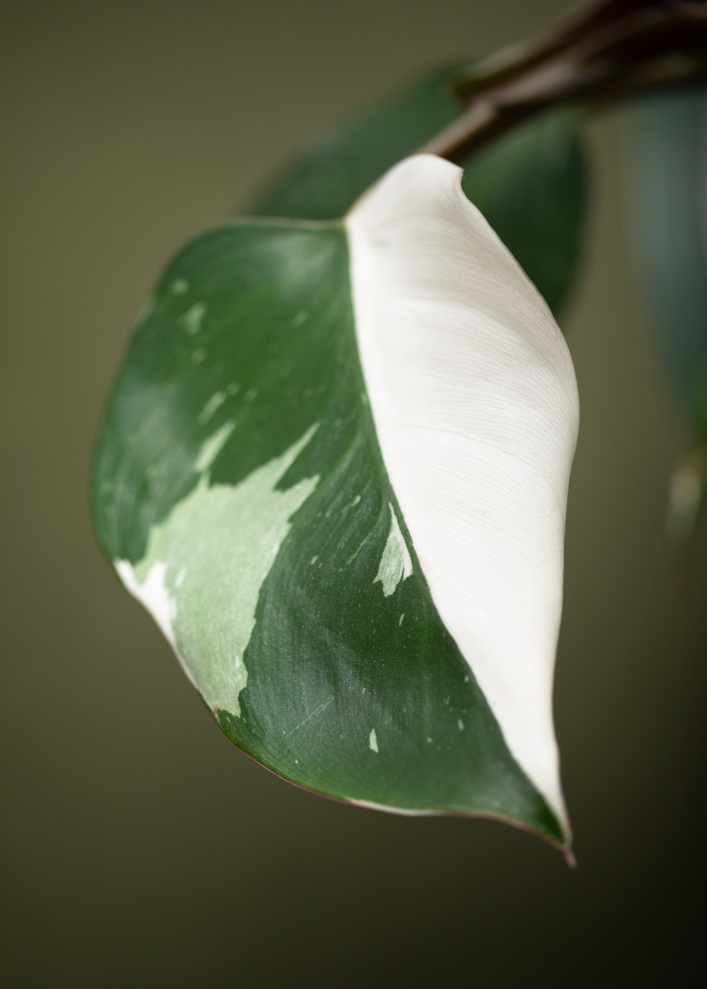 Philodendron White Knight M