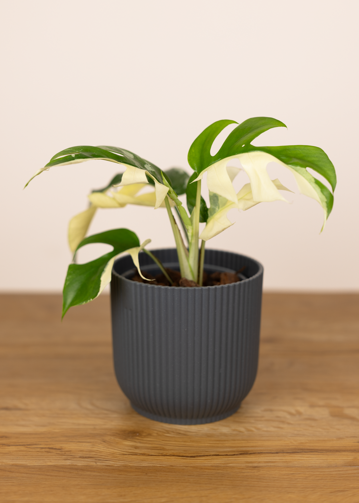 Rhaphidophora tetrasperma albo variegata 3