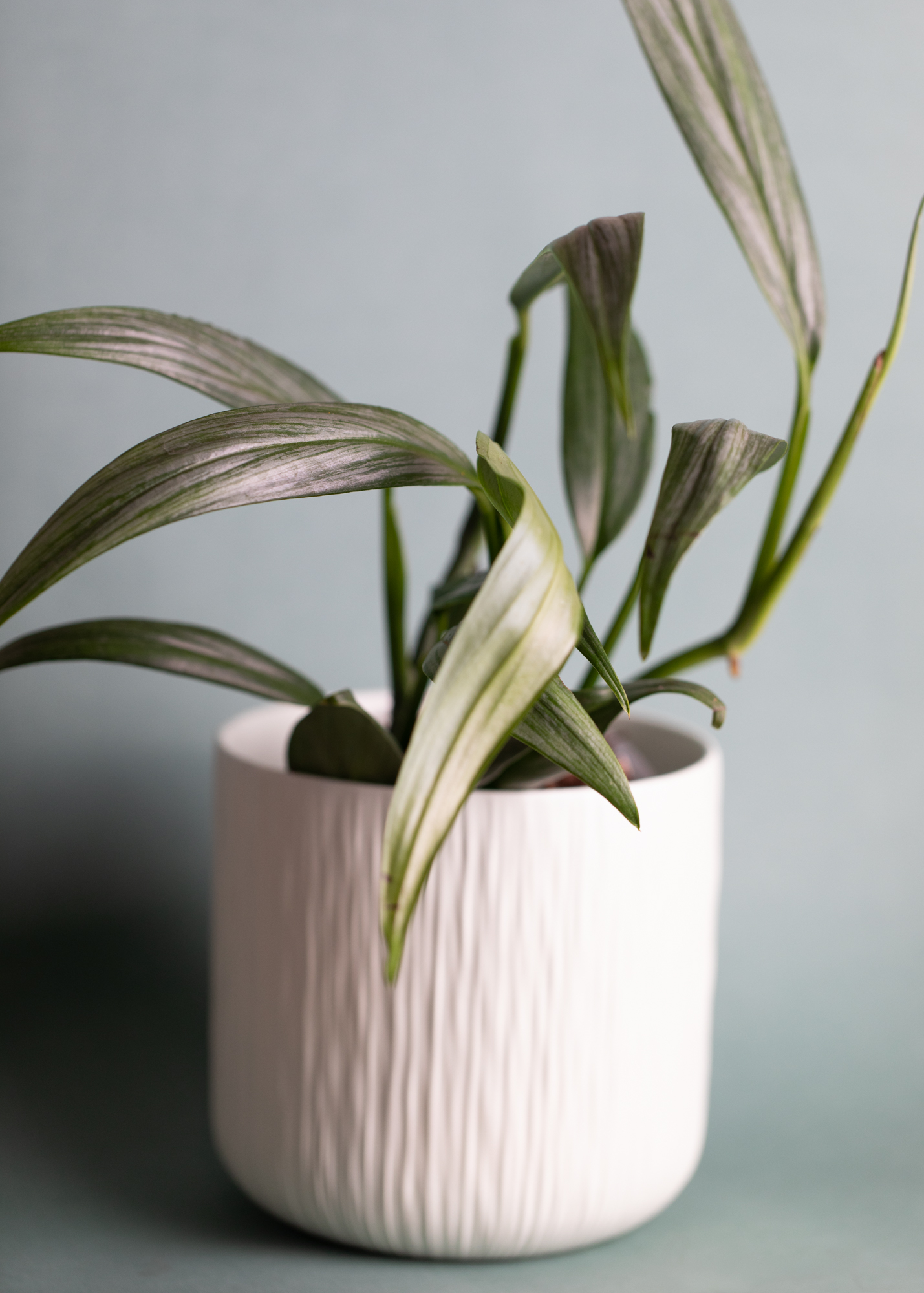 Epipremnum Amplissimum Epipremnum Amplissimum