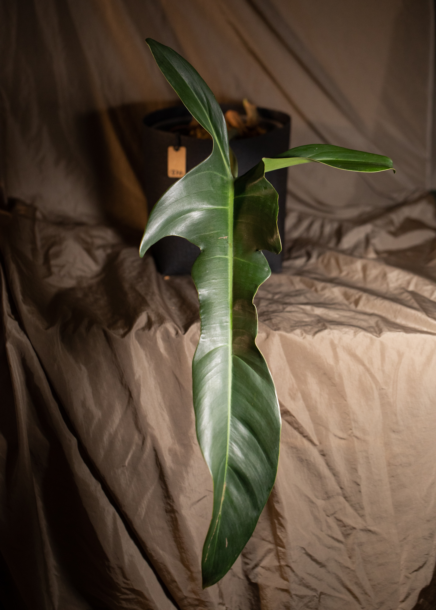 Philodendron Jerry Horne Philodendron Jerry Horne