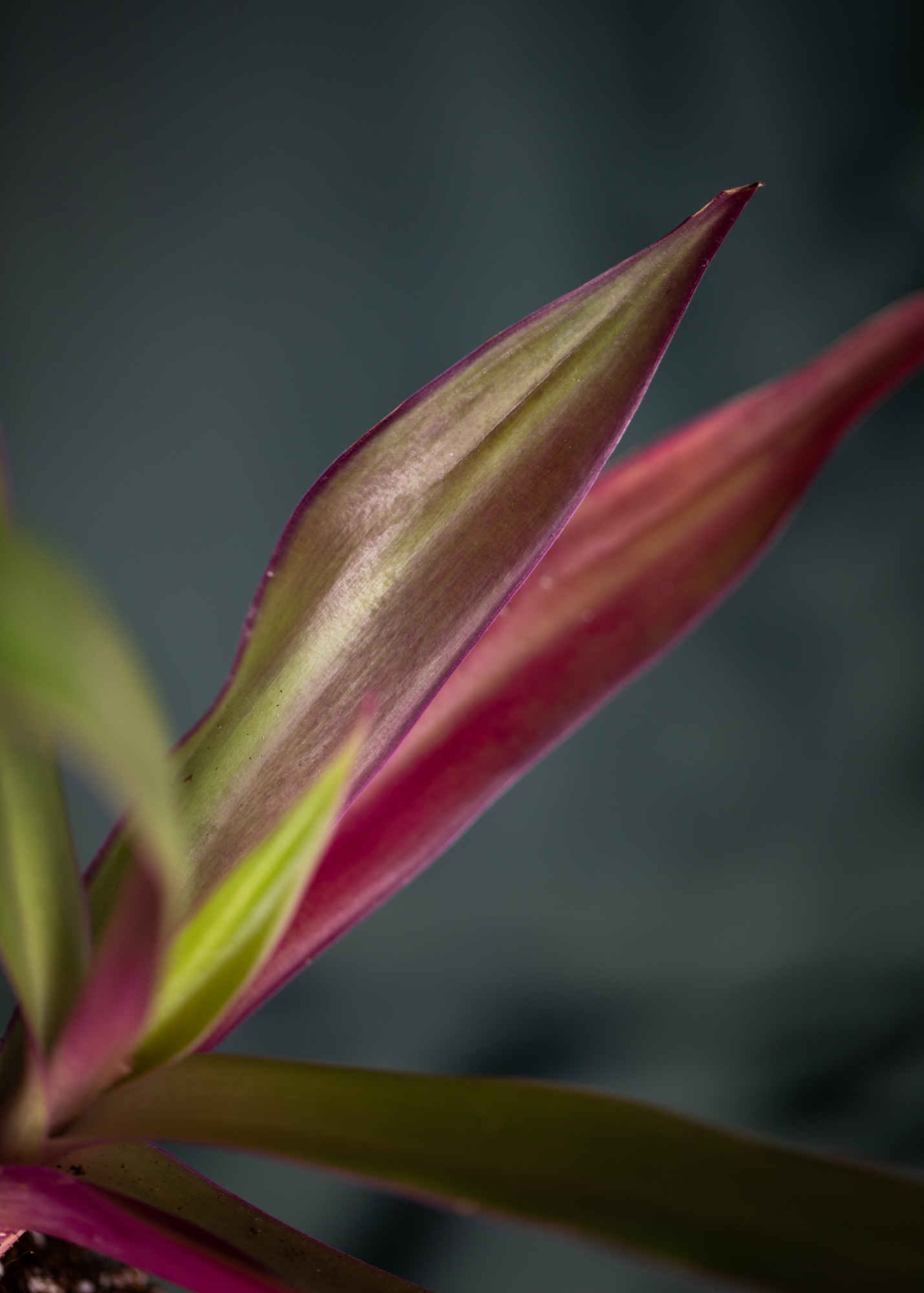 Tradescantia Spathacea Tradescantia Spathacea