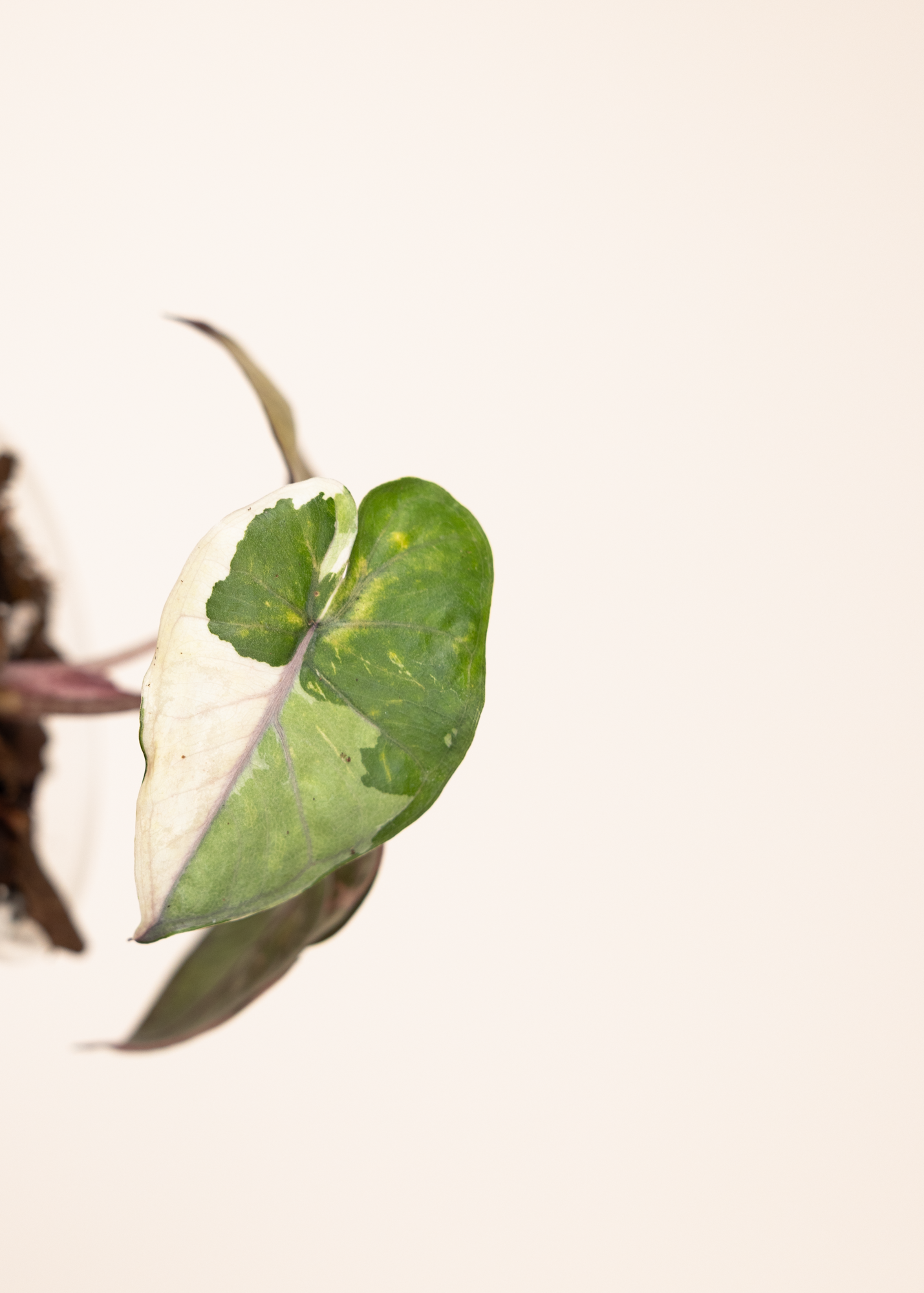 Alocasia yucatan princess variegata 2