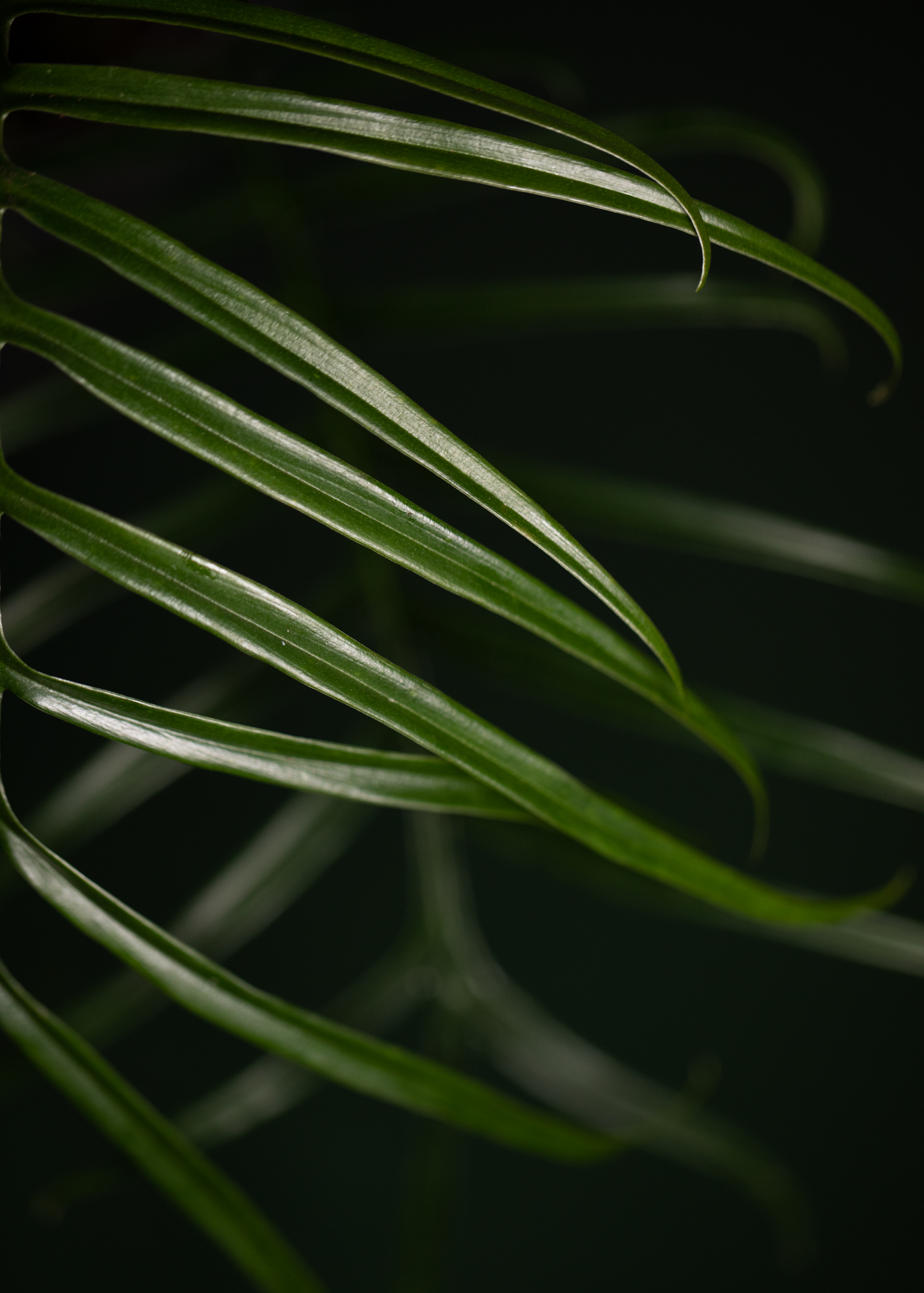 Philodendron Tortum Philodendron Tortum