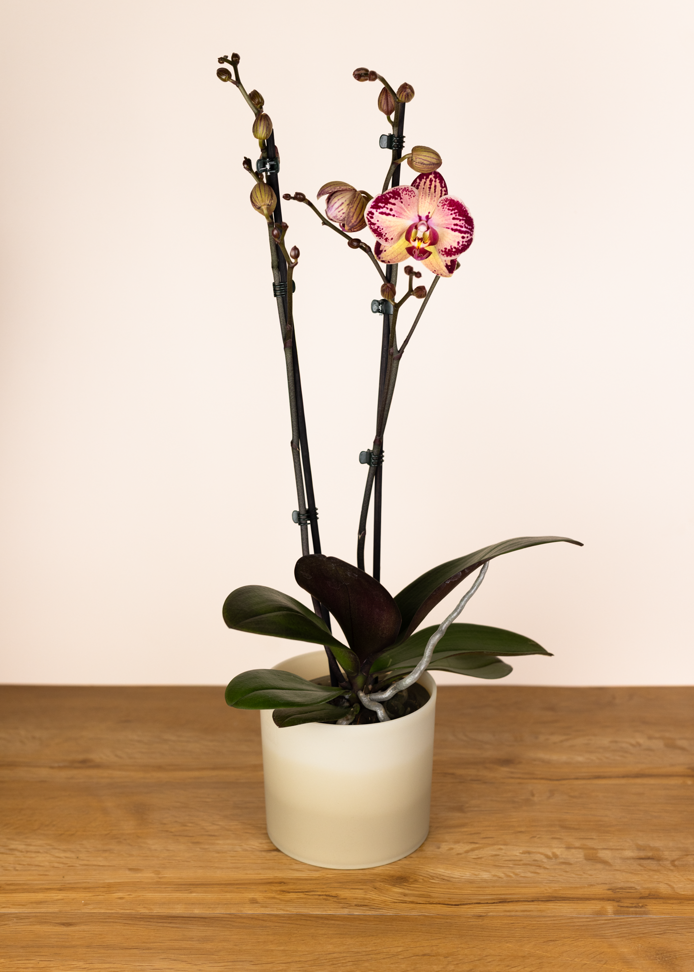 Phalaenopsis paisaje
