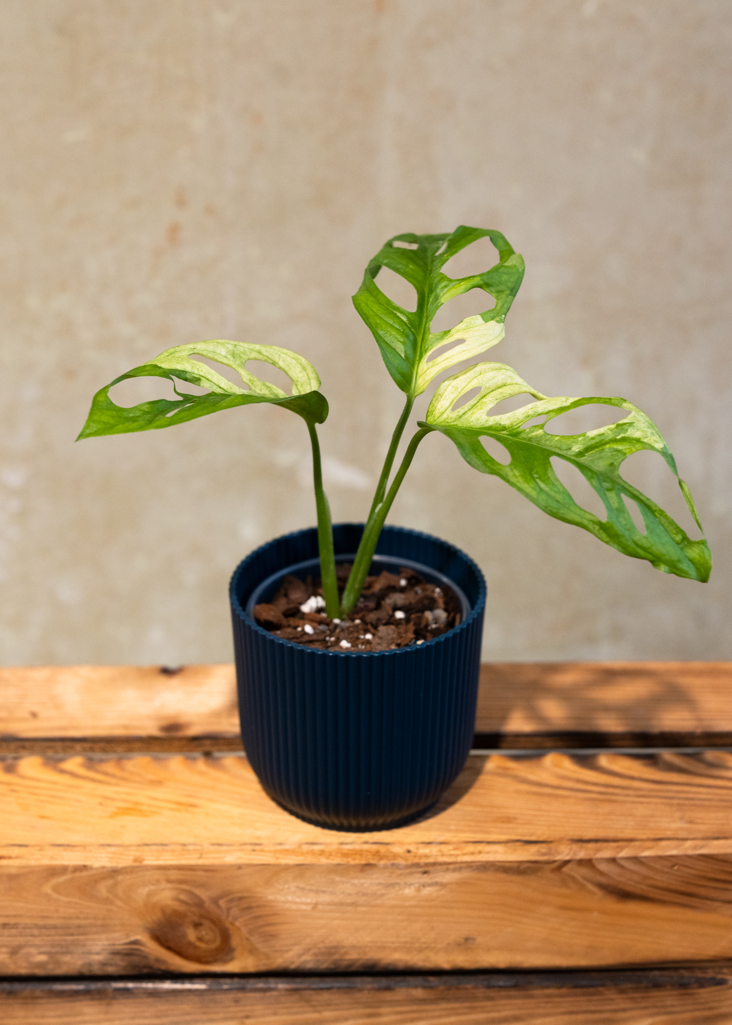 Monstera adansonii variegata 15