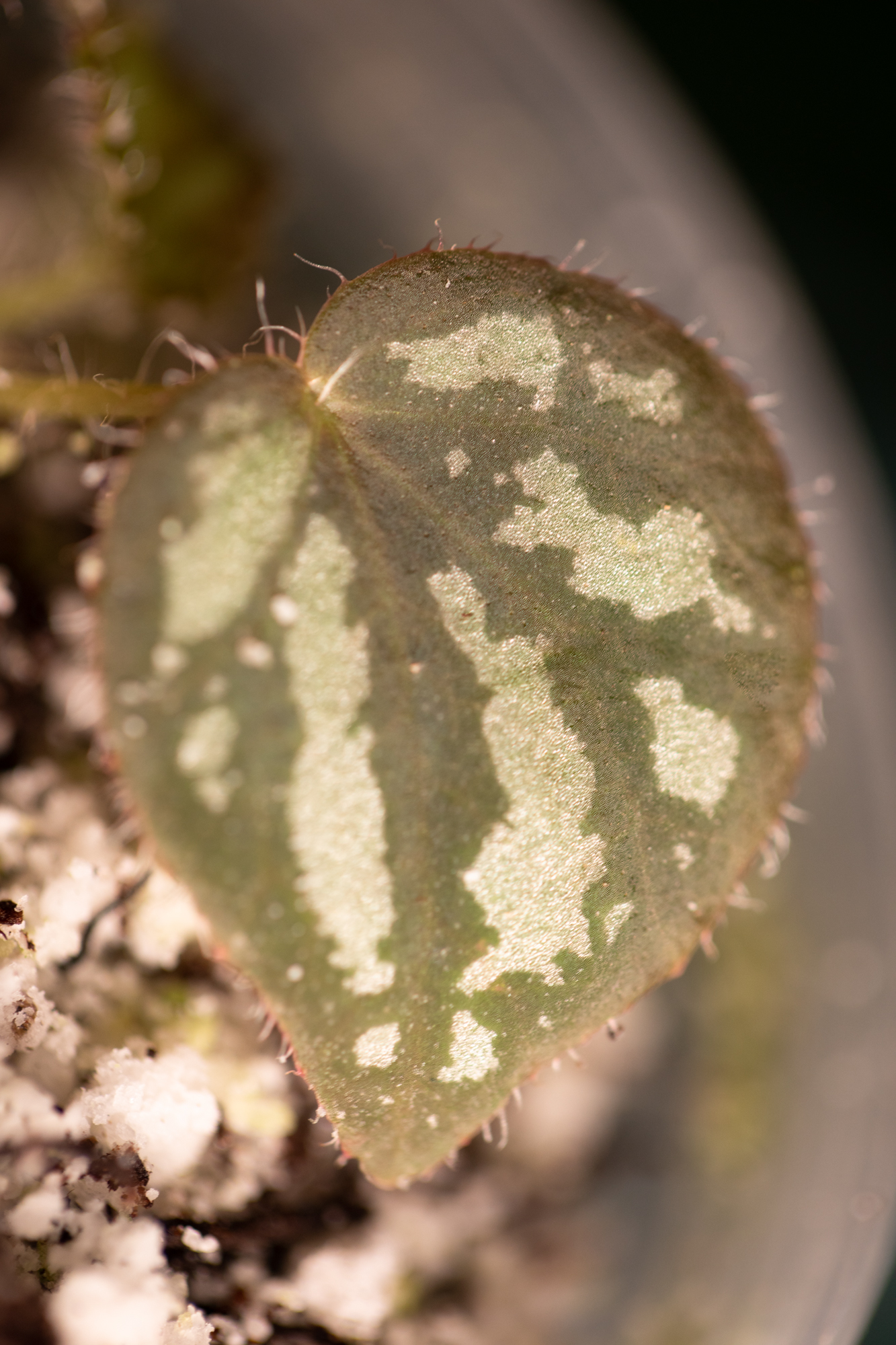 Begonia Luzonensis Begonia Luzonensis