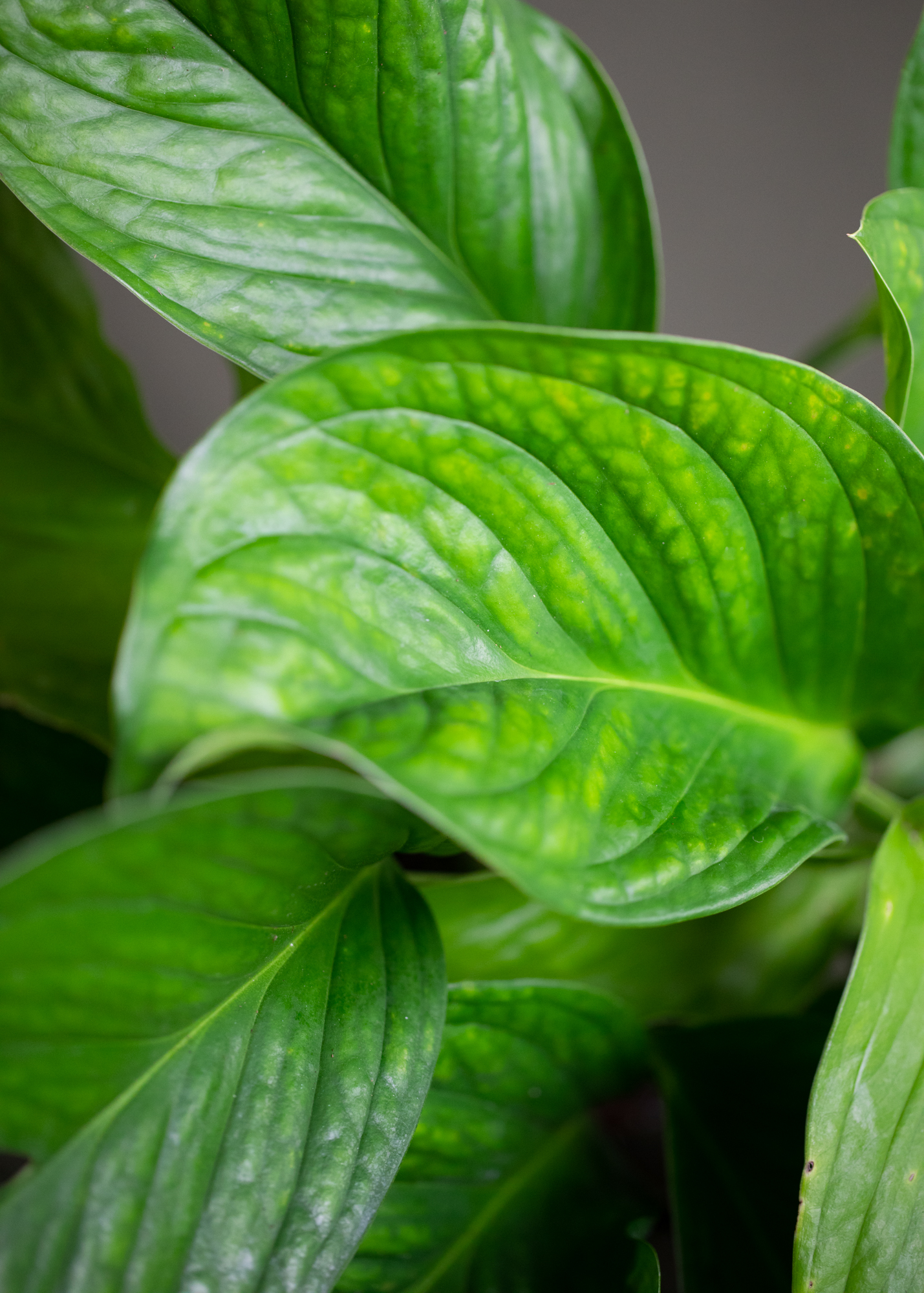 Monstera pinnatipartita