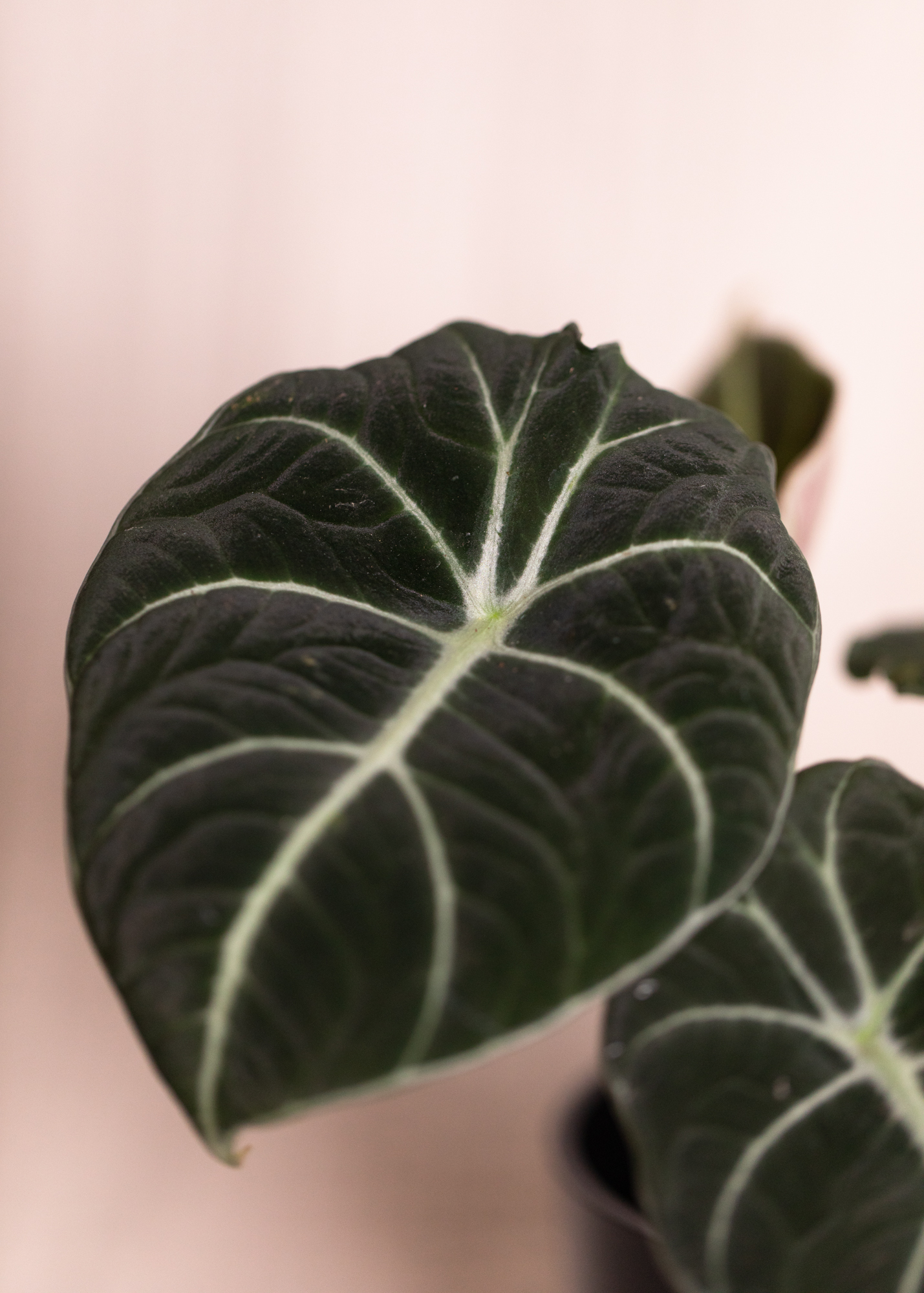 Alocasia Reginula 'Black Velvet'