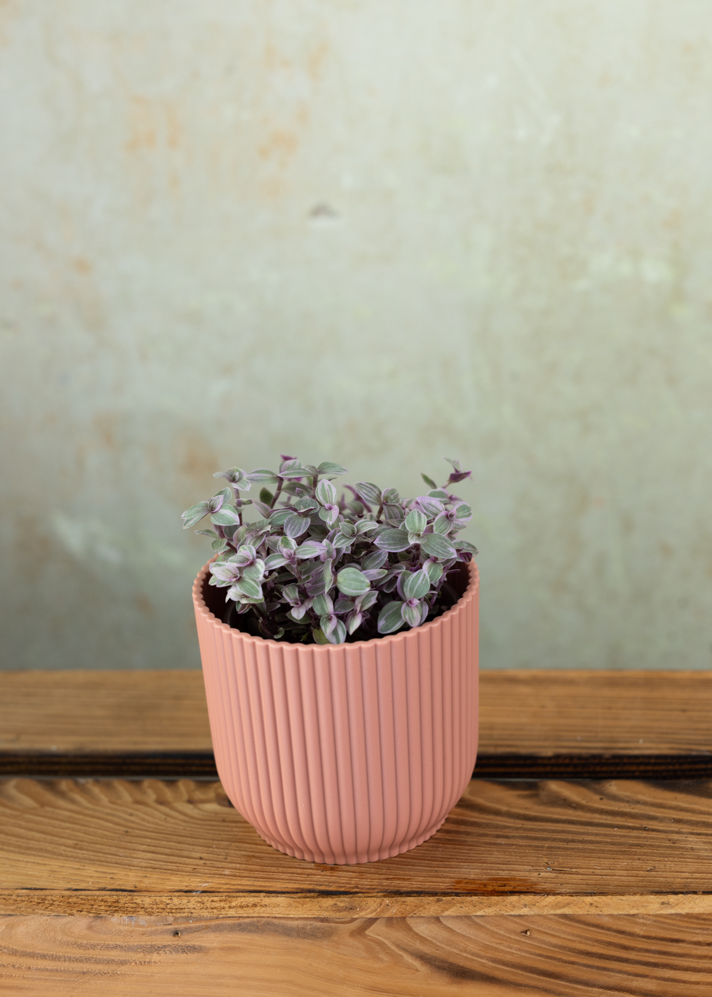 Callisia repens rosato