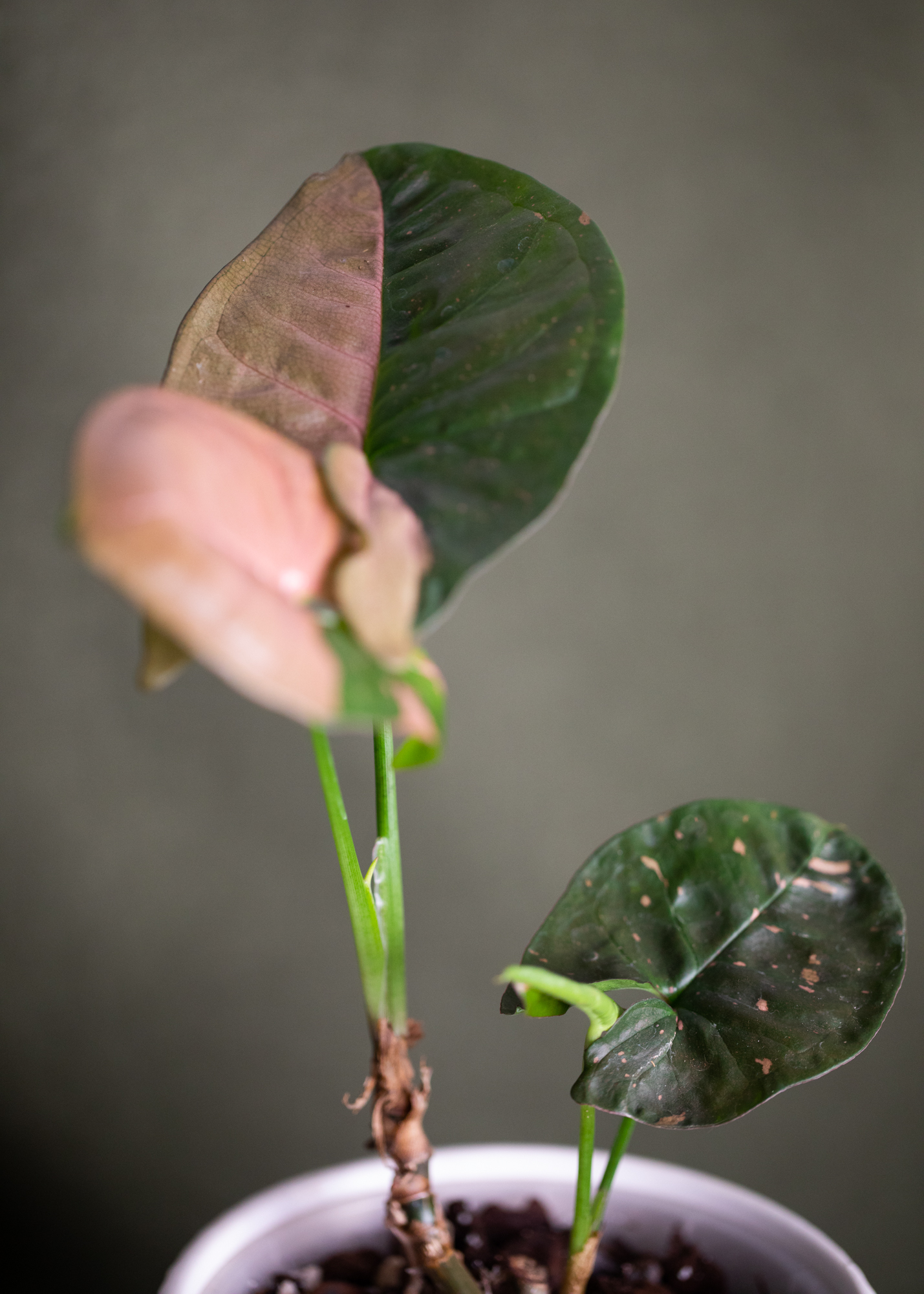 Syngonium Pink Splash Allusion Syngonium Pink Splash Allusion
