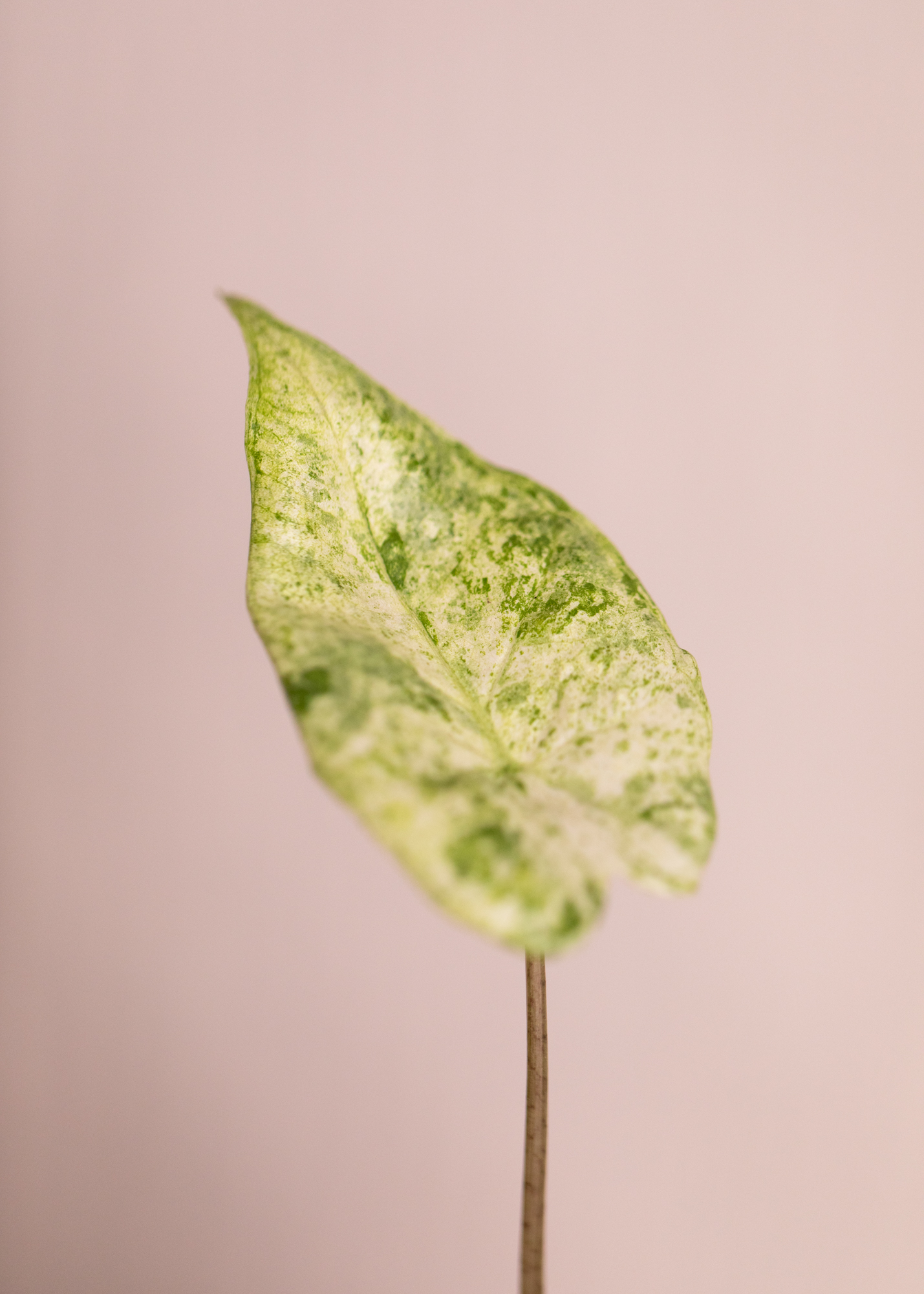 Alocasia Macrorrhiza Splash Variegata 7