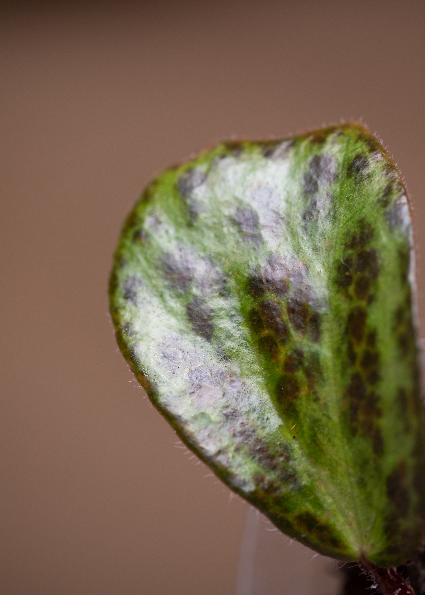 Begonia Blancii Mottled Begonia Blancii Mottled