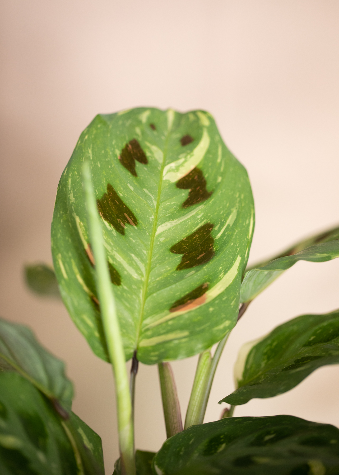 Maranta Kerchoveana Variegata