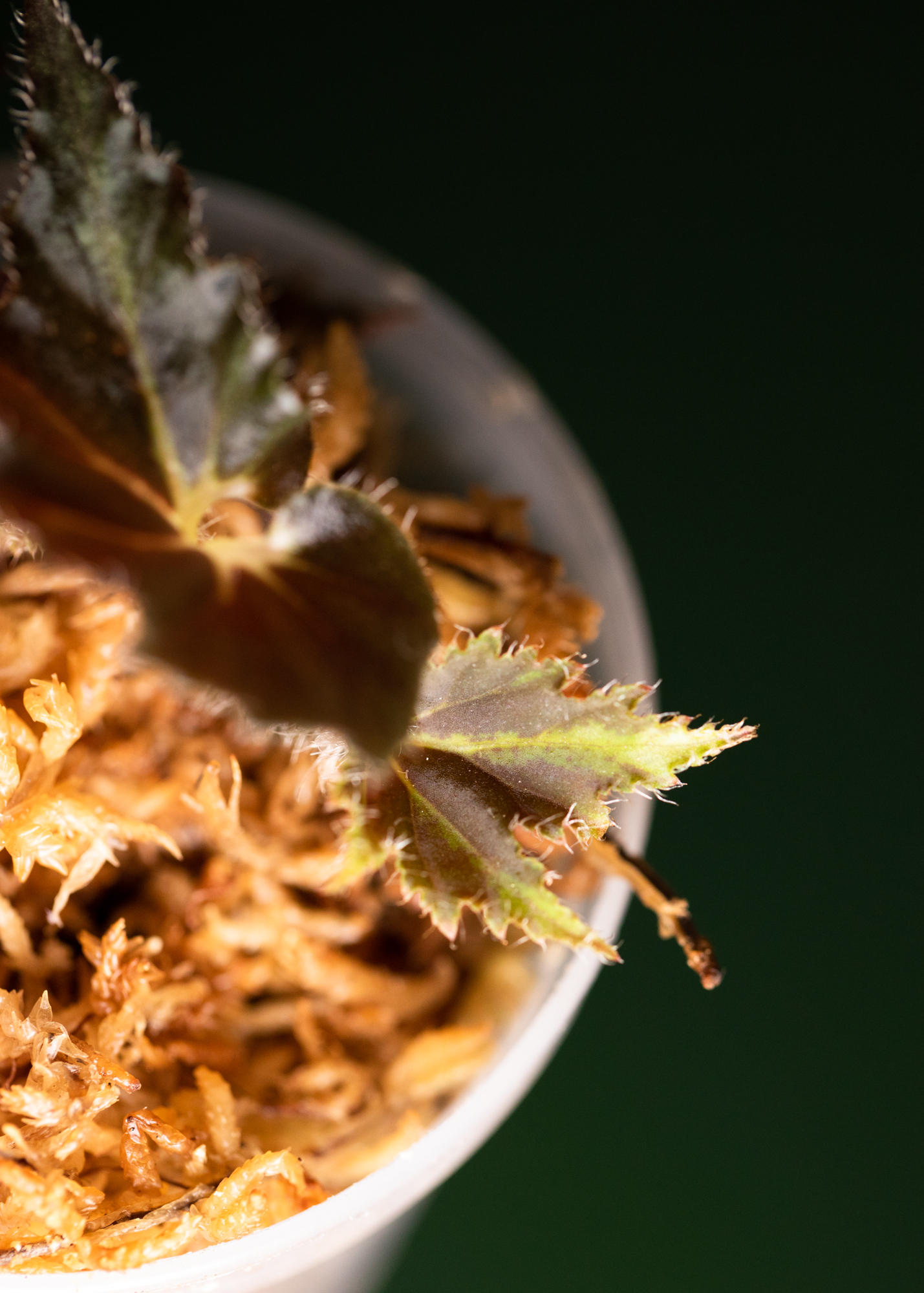 Begonia Black Fang Begonia Black Fang