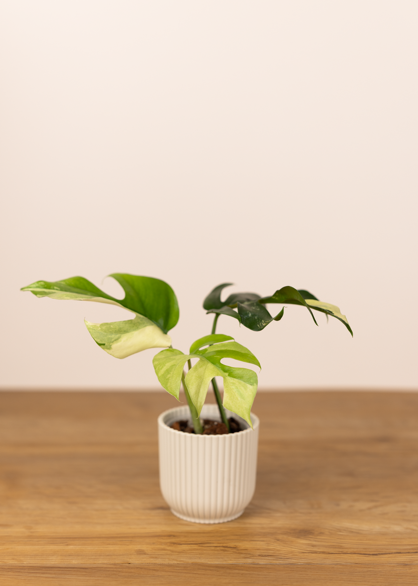 Rhaphidophora tetrasperma albo variegata XS
