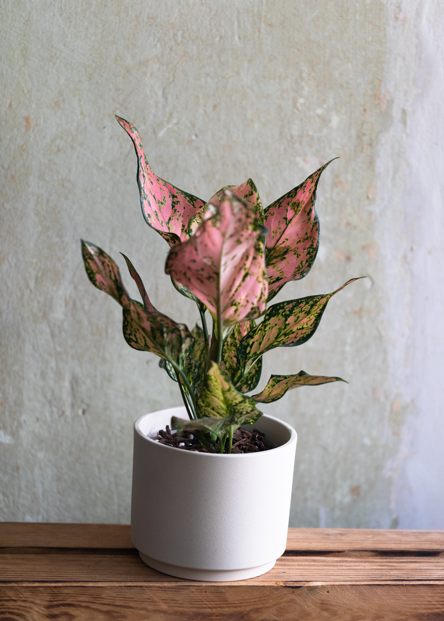 Aglaonema new komkom