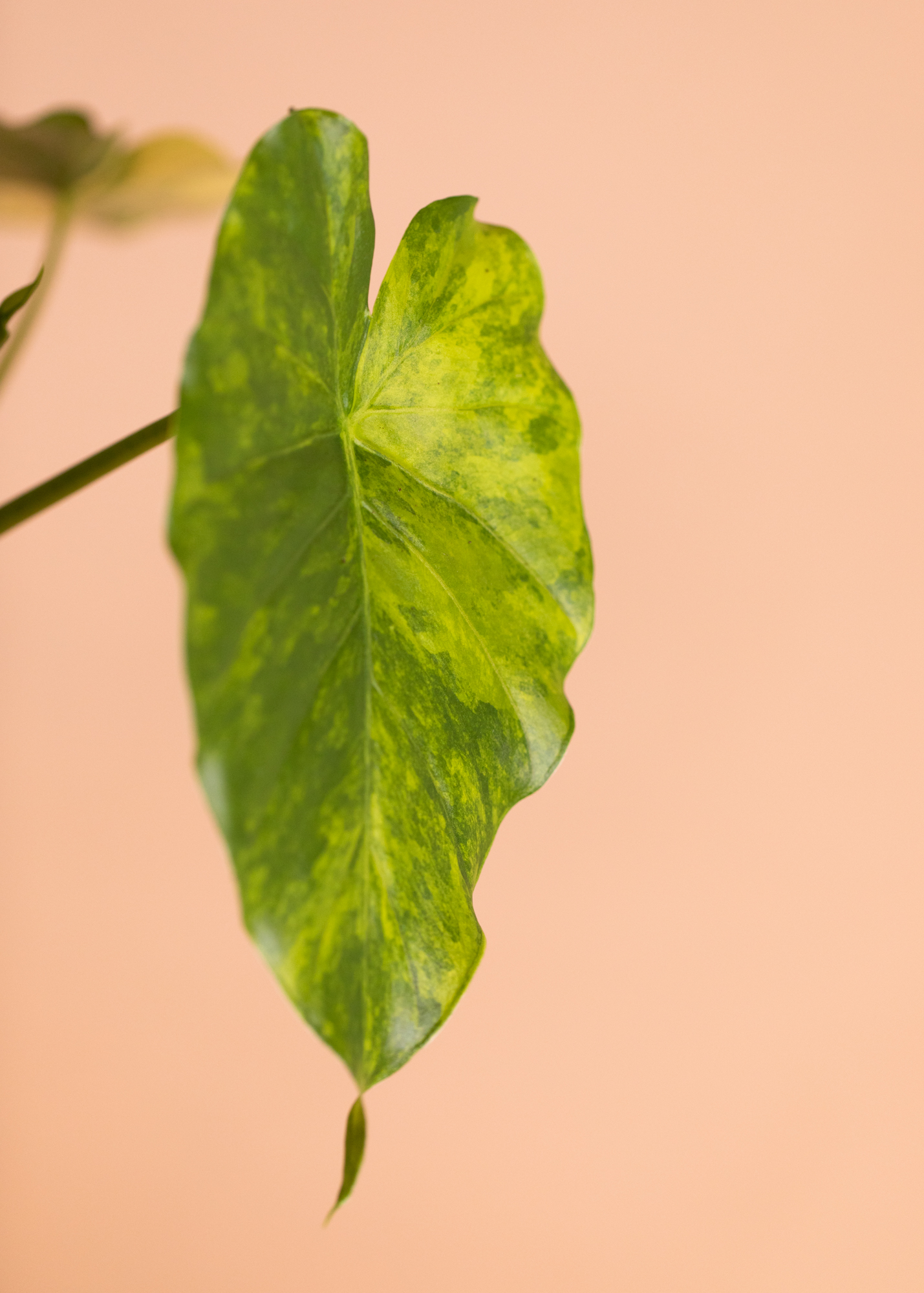 Alocasia Gageana Aurea Variegata 1