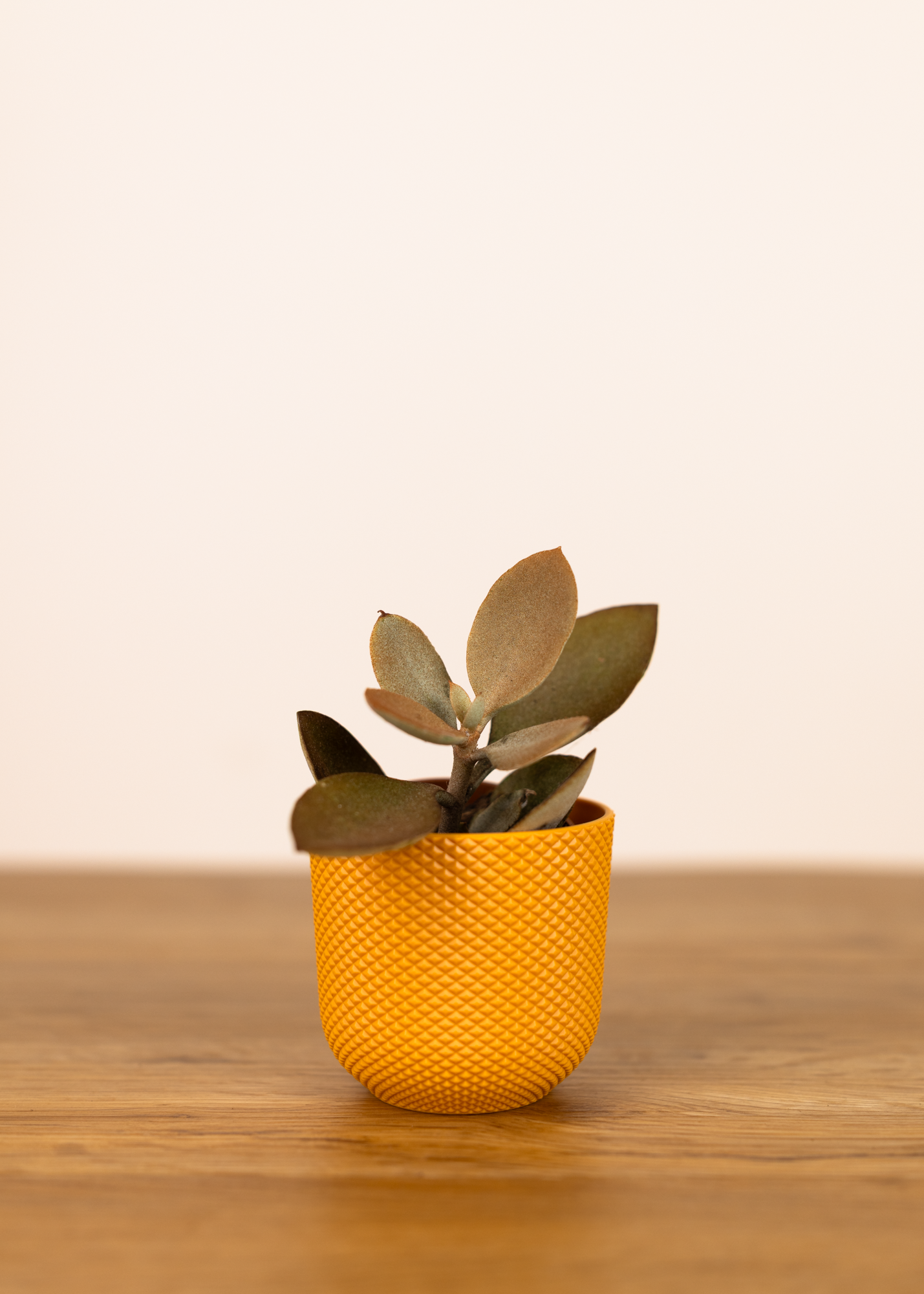 Kalanchoe orygalis XS