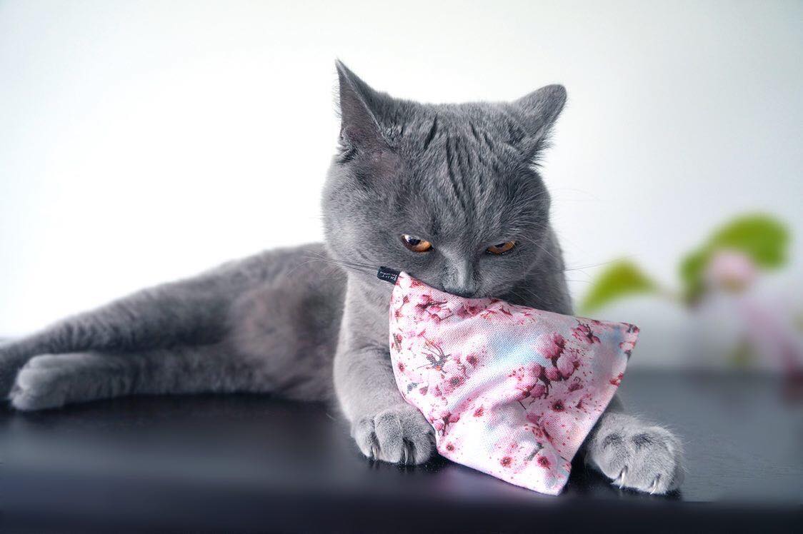 purramid sakura (Baldrian + Catnip) purrmania