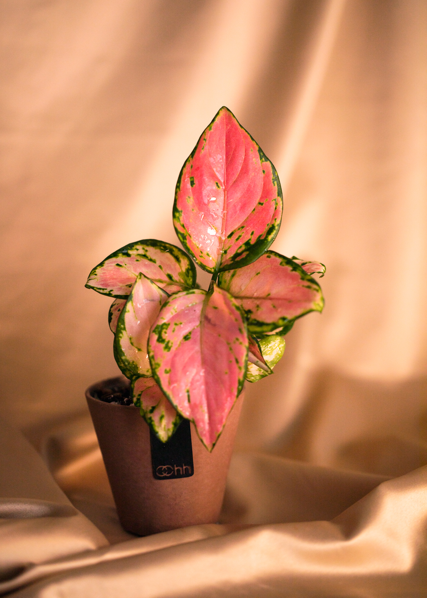 Aglaonema Pink Aglaonema Pink