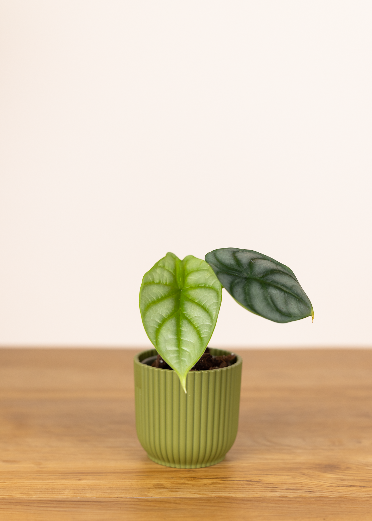 Alocasia Baginda Silver Dragon XS