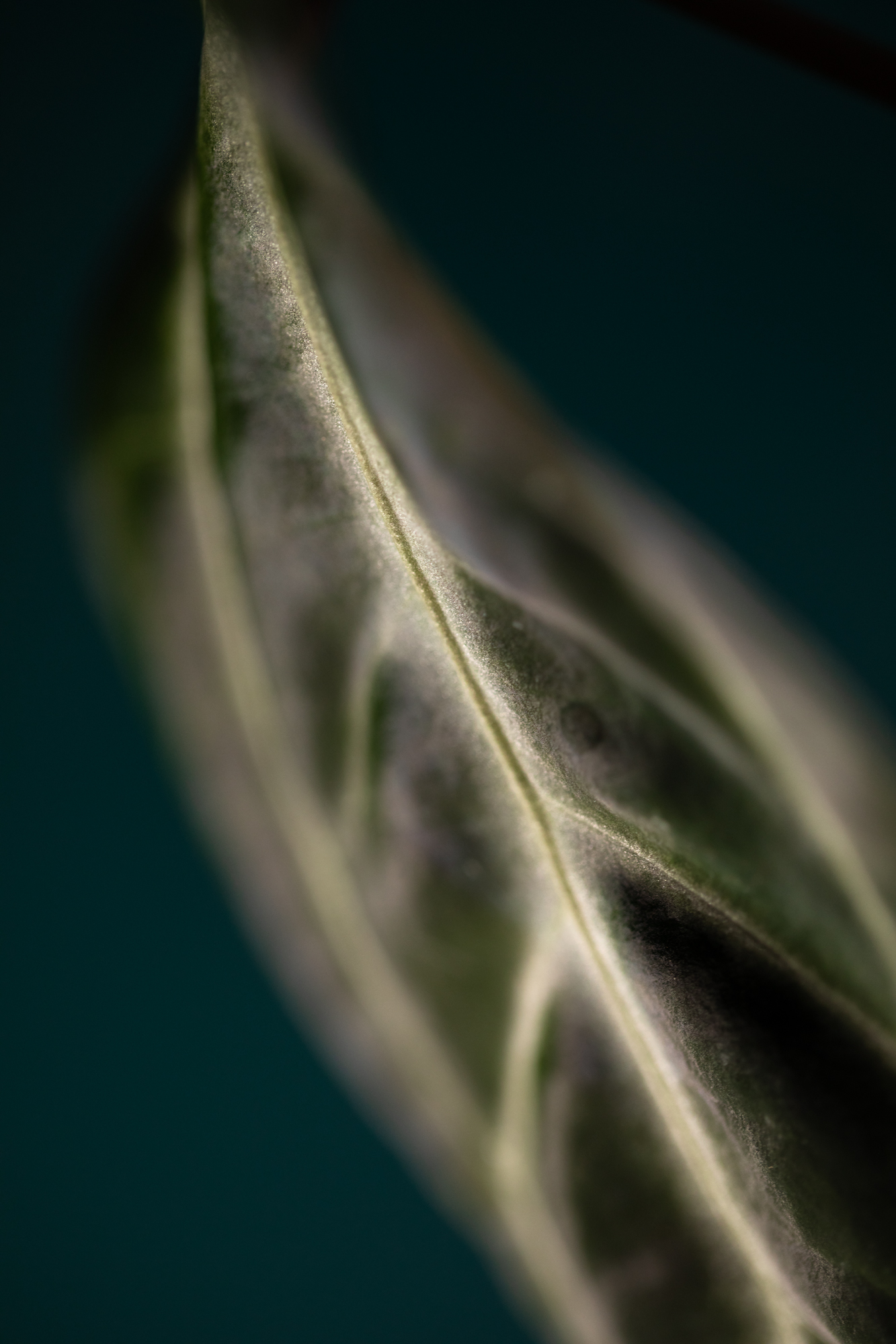 Anthurium Besseae aff Anthurium Besseae aff