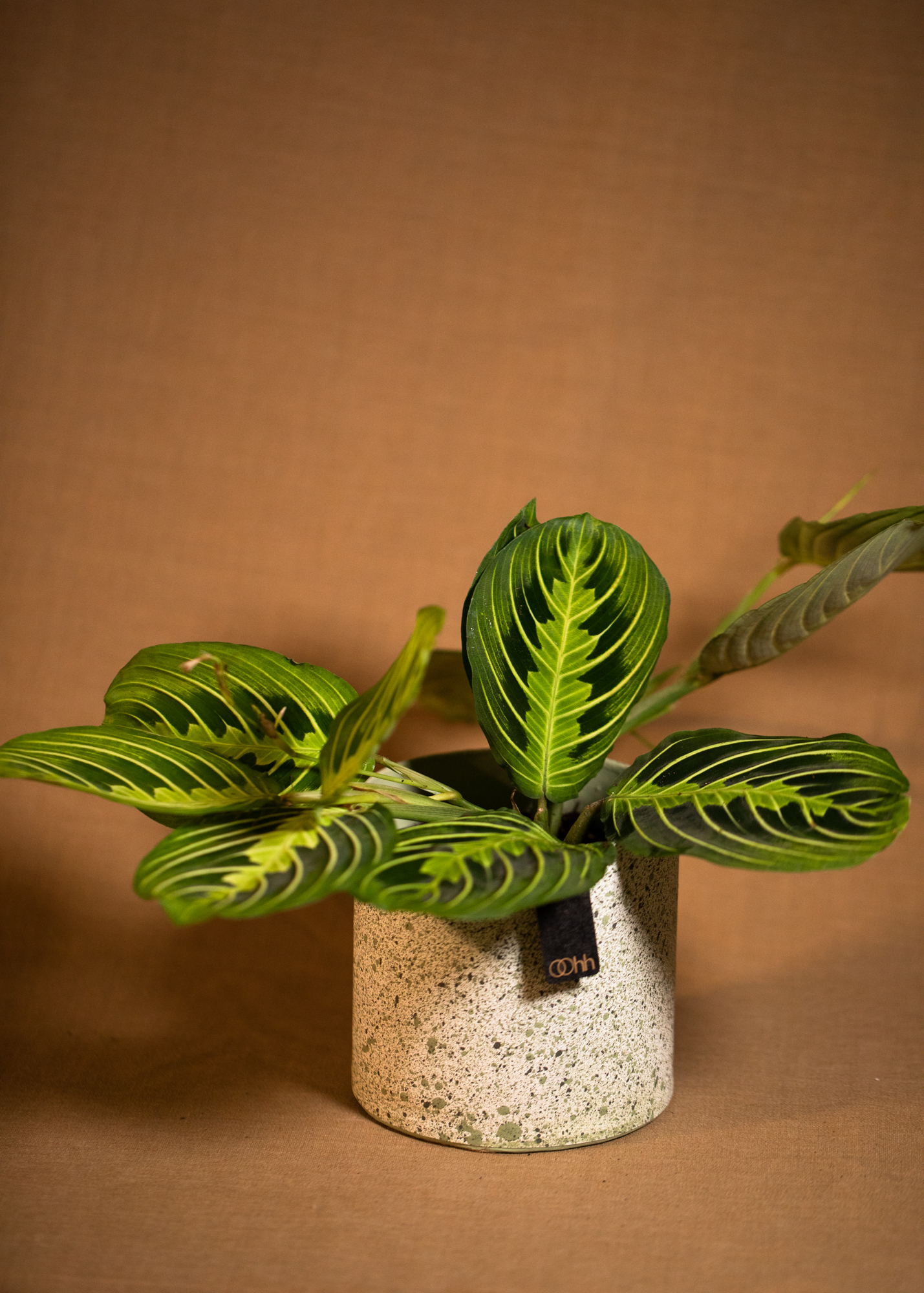 Maranta Leuconeura Lemon Lime Maranta Leuconeura Lemon Lime