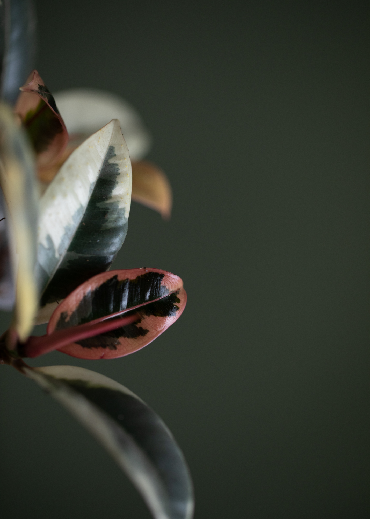 Ficus Elastica Tinke