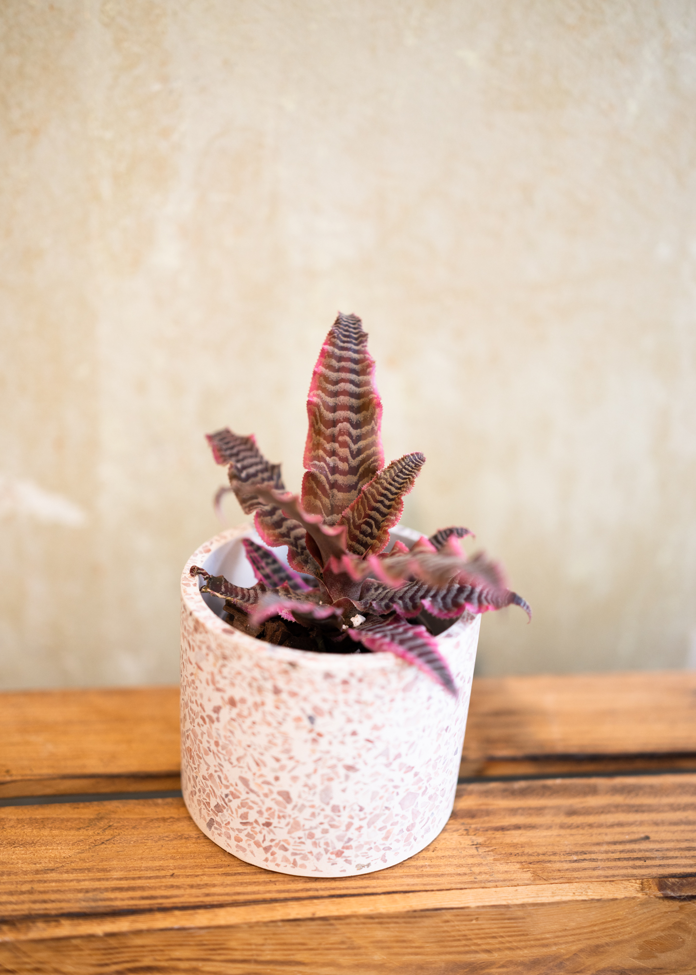 Cryptanthus bivittatus elaine