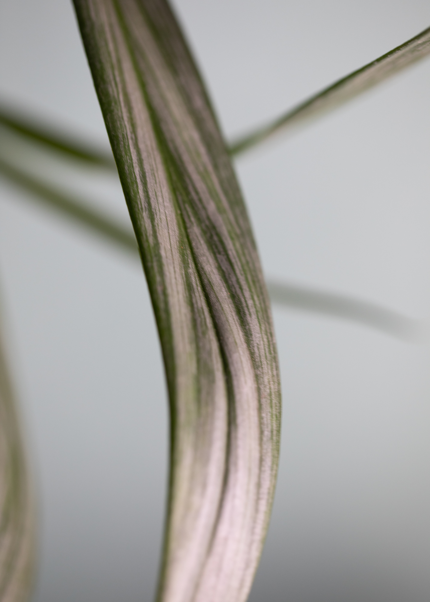 Epipremnum Amplissimum Epipremnum Amplissimum