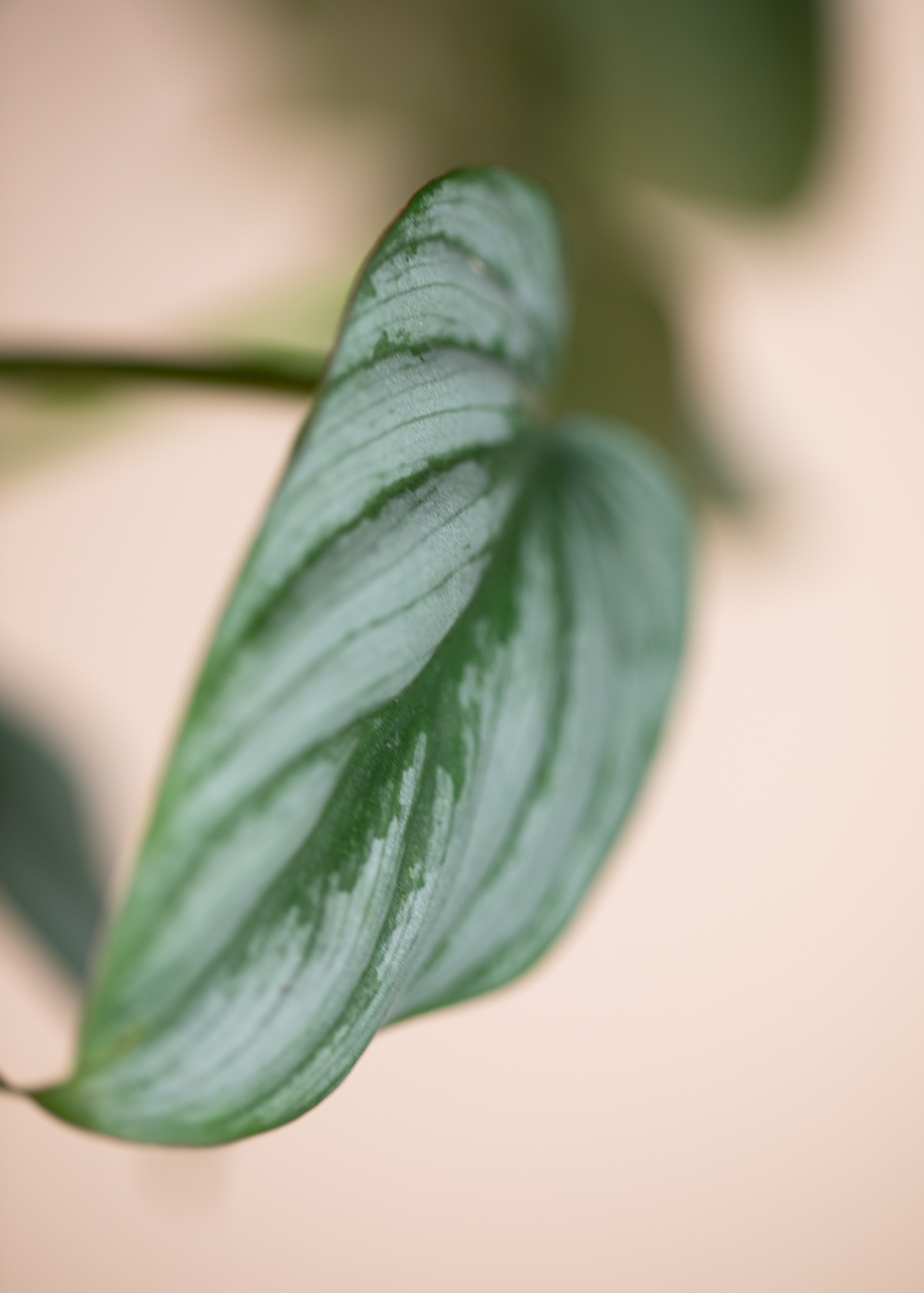 Philodendron Mamei Silver Cloud