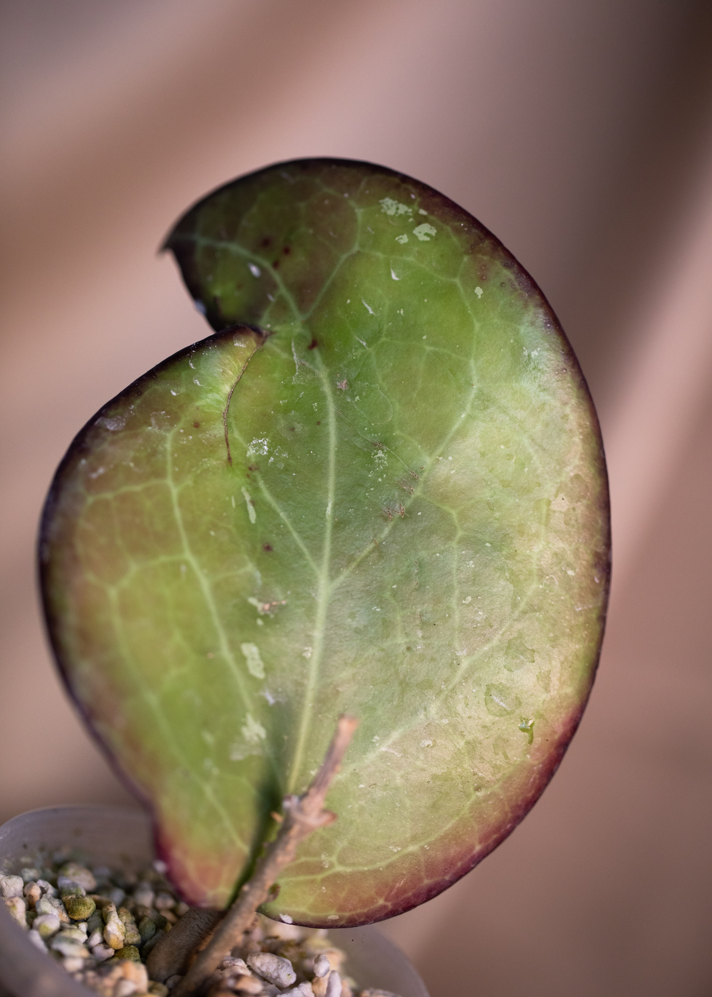Hoya Fusco Marginata