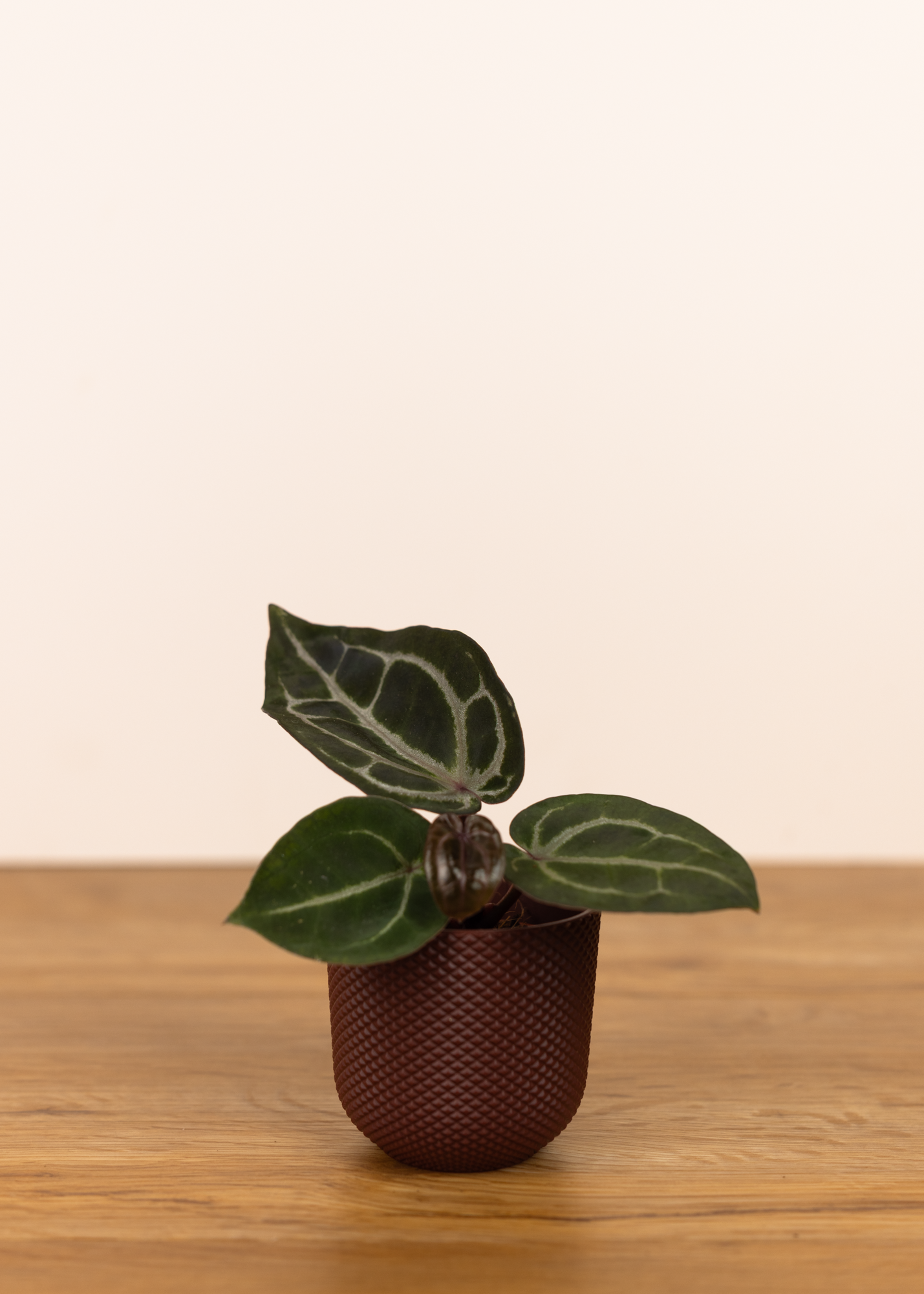 Anthurium michelle x (zara x michelle)
