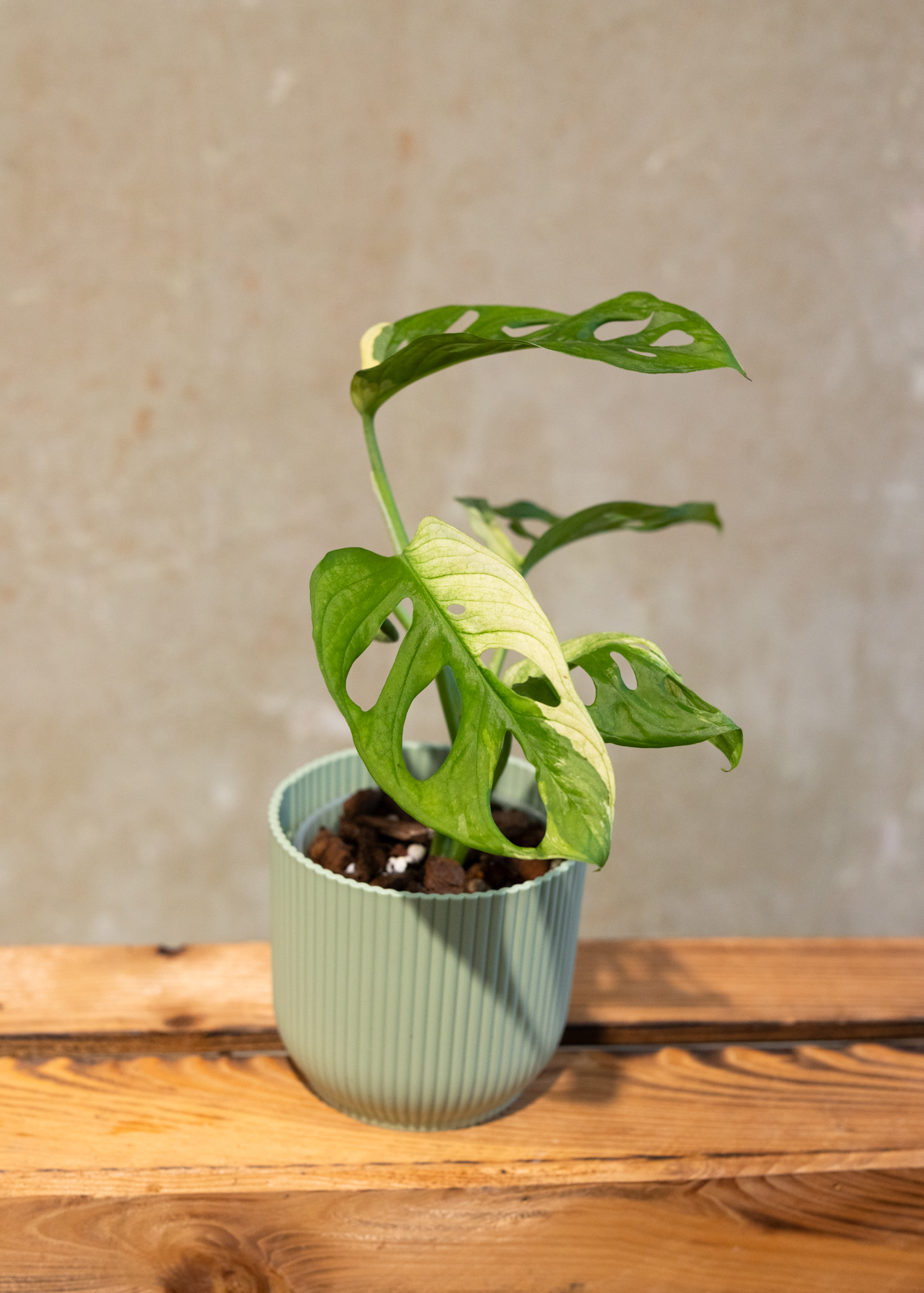 Monstera adansonii variegata 16