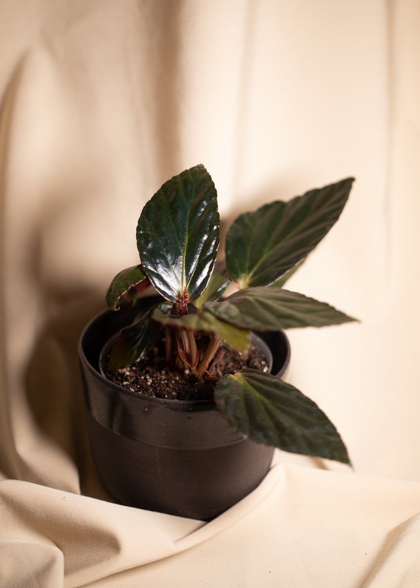 Begonia Hatacoa var rubrifolia 'U639' Begonia Hatacoa var rubrifolia 'U639'