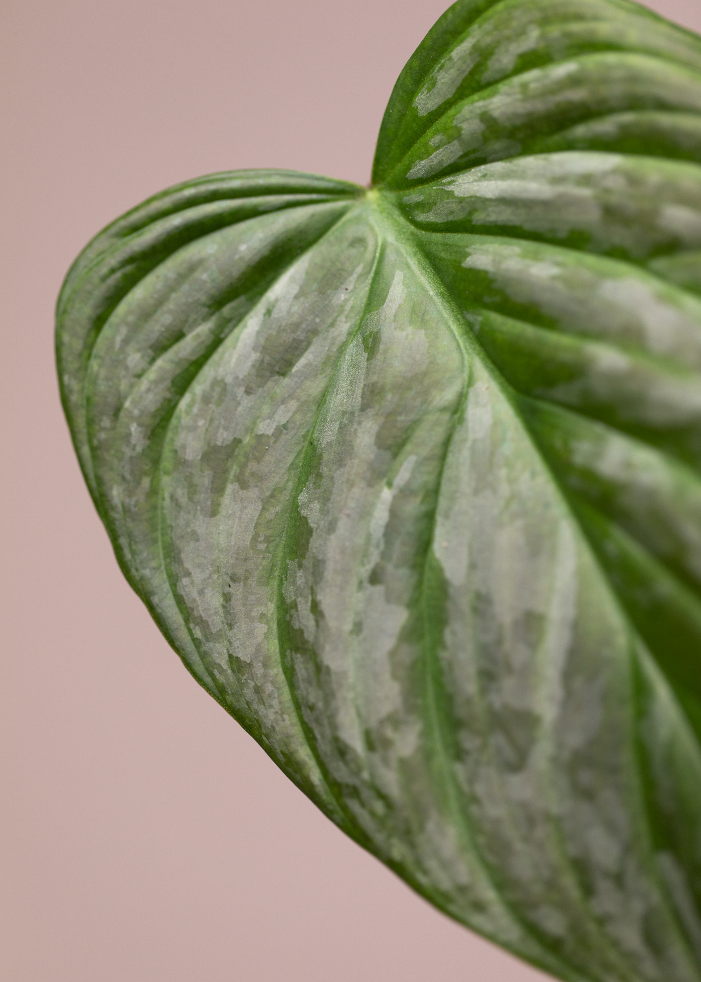 Philodendron Majestic