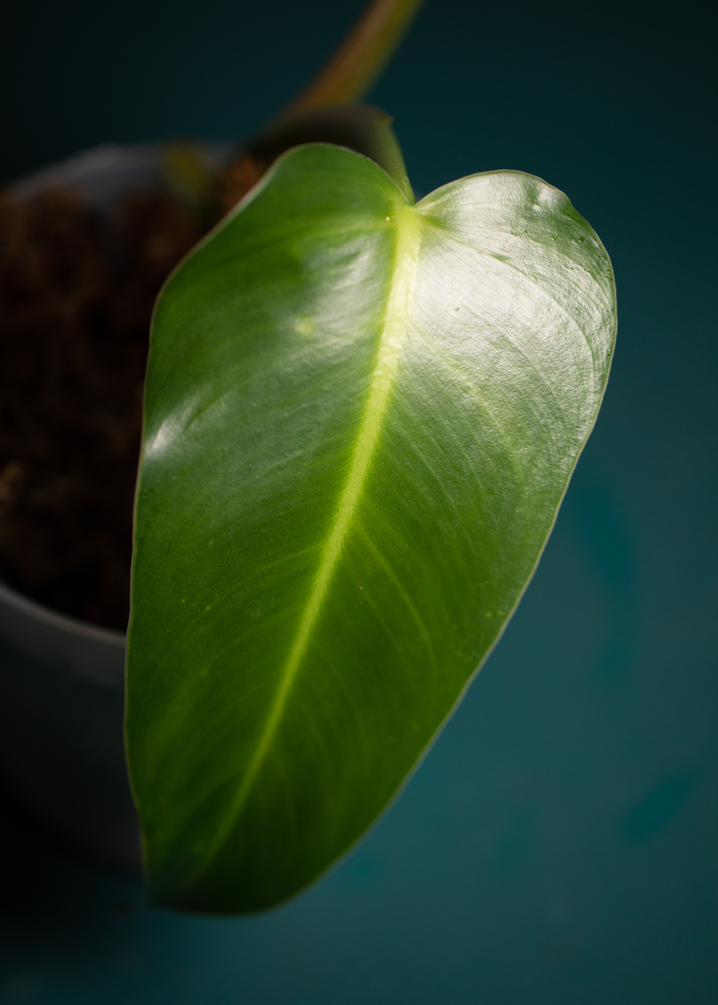 Philodendron Tuxtlanum Philodendron Tuxtlanum