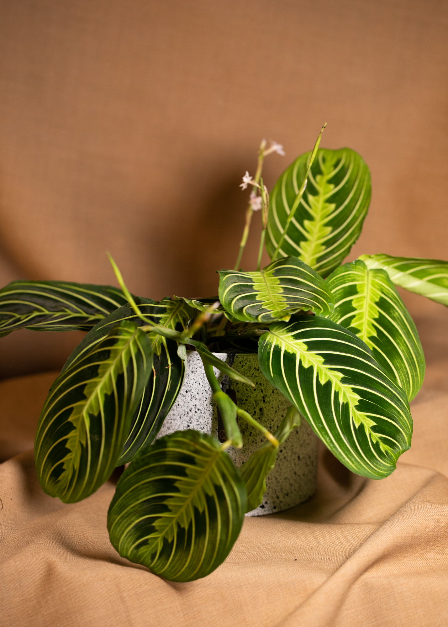 Maranta Leuconeura Lemon Lime